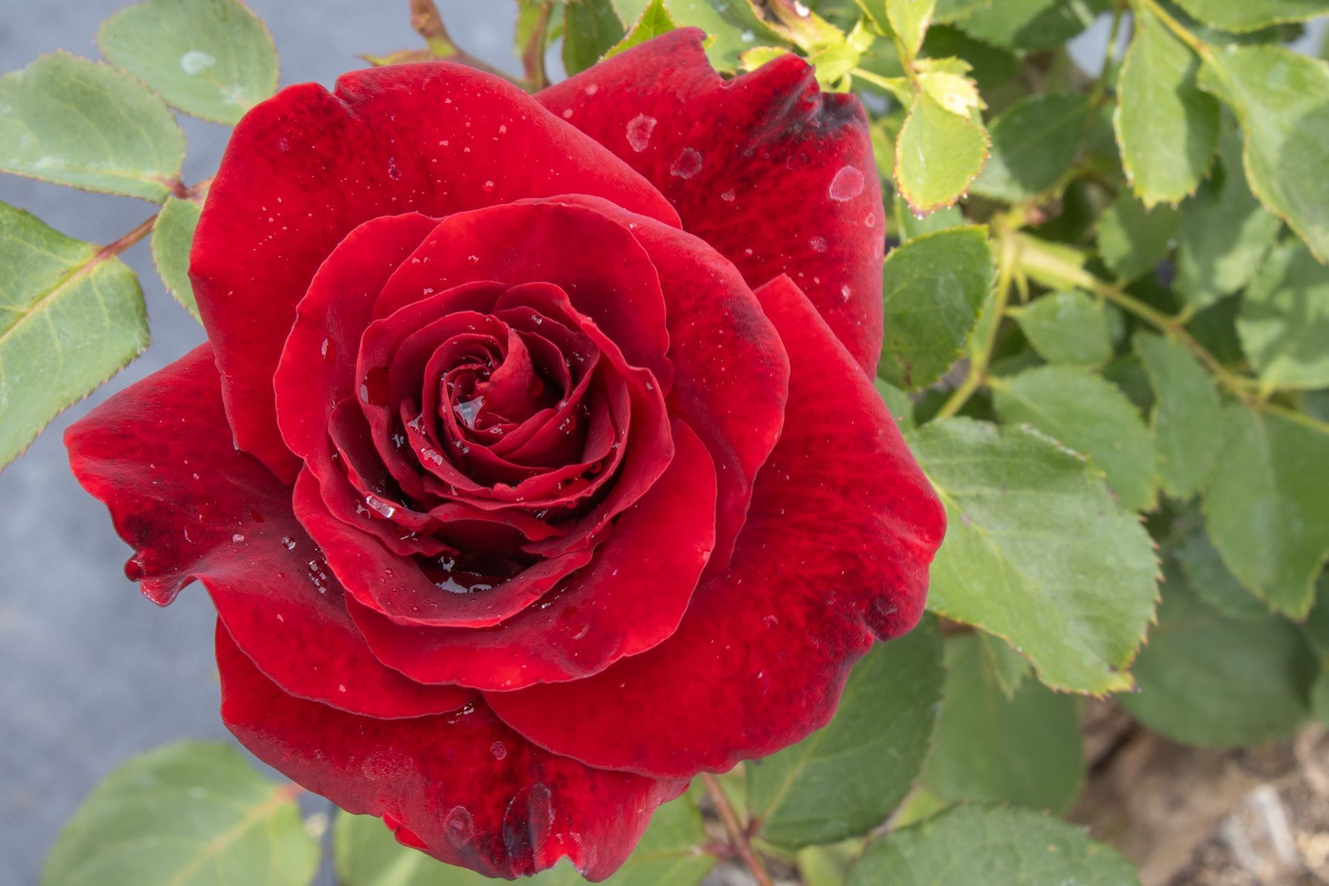 Close-up of a red rose in bloom with green leaves