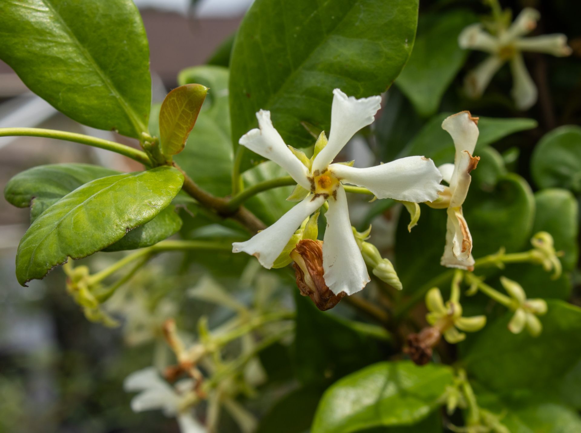 White flowers with yellow centers blooming among green leaves on a shrub