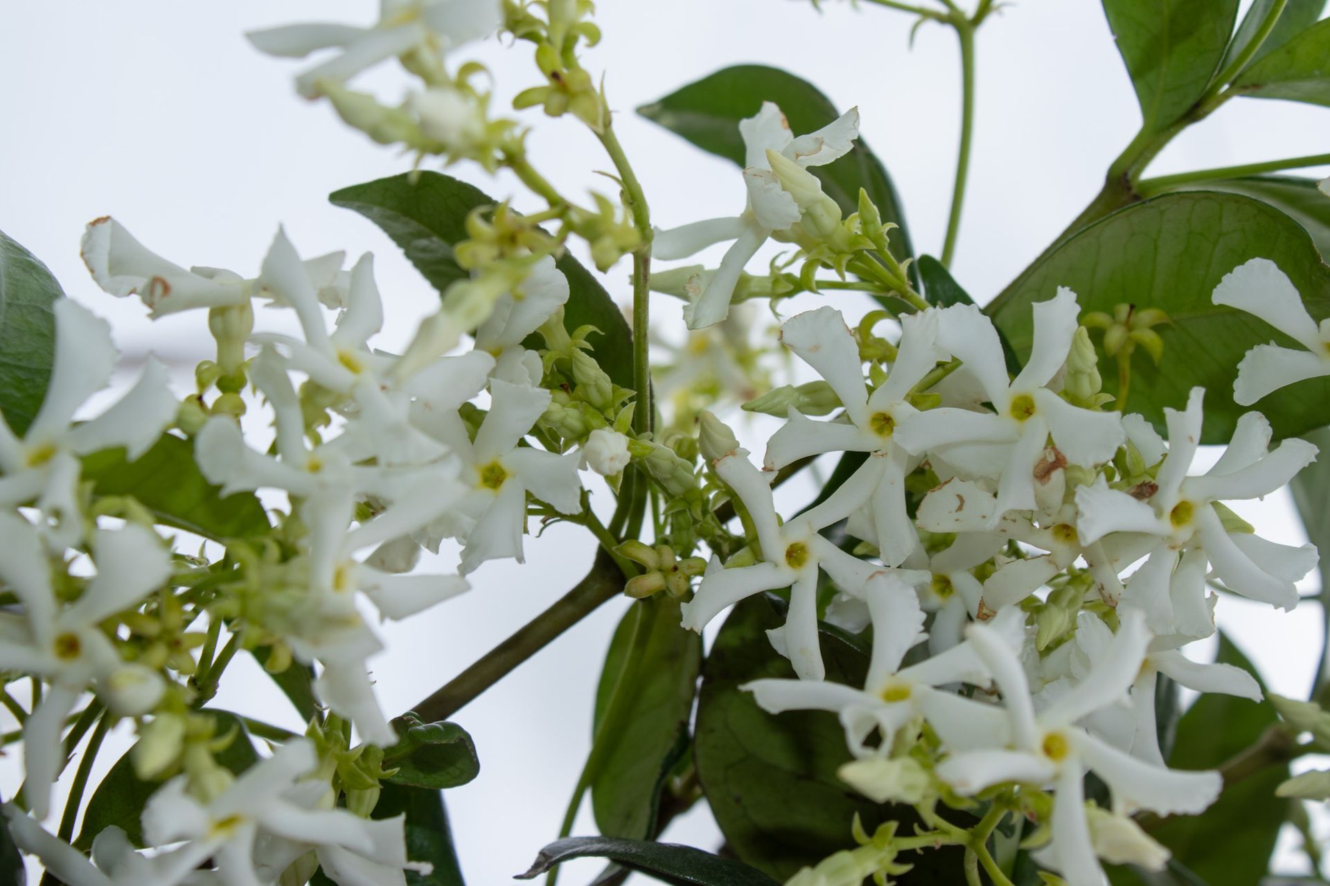 Cluster of white jasmine flowers with green leaves on a vine