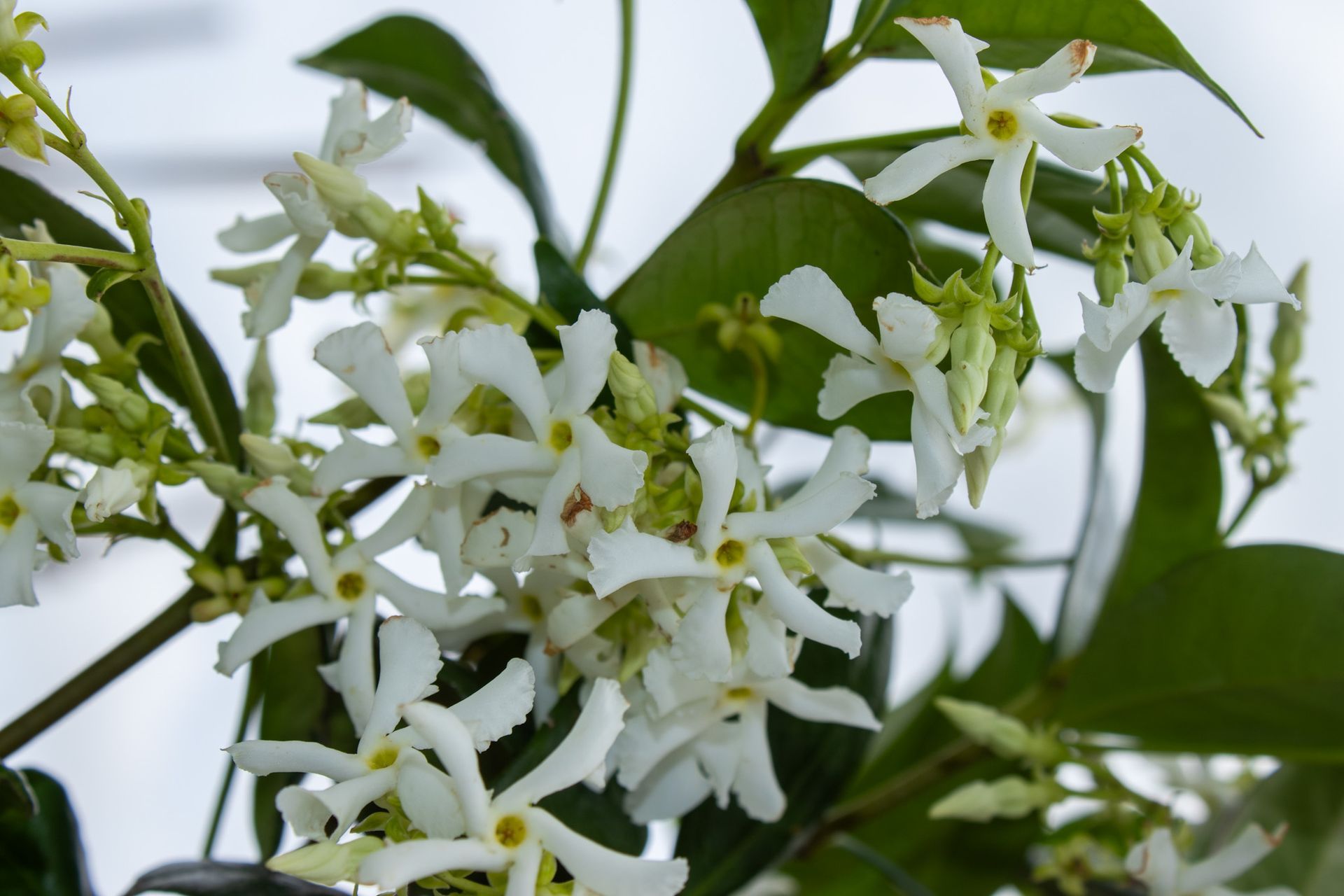 Cluster of small white star-shaped flowers with green leaves on a branch