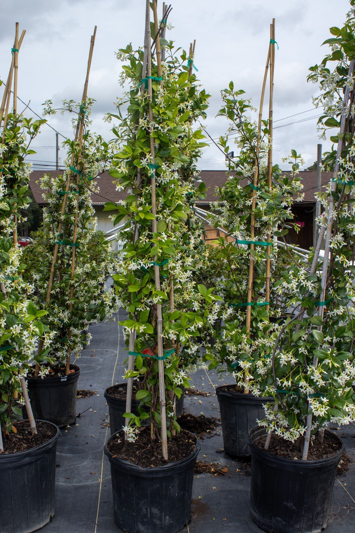 Rows of potted young trees in a nursery, supported by tall stakes outdoors.