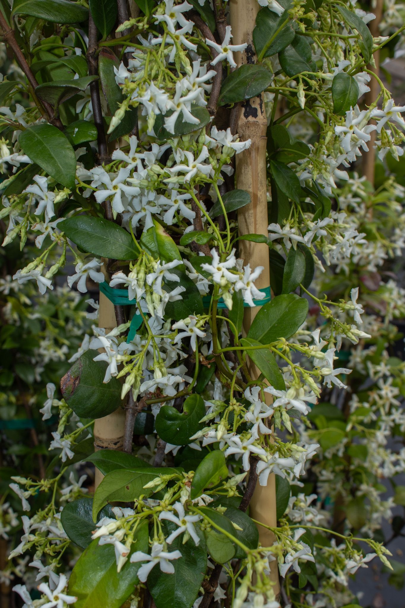 White flowers and green leaves climbing a vertical trellis on a vine-covered wall