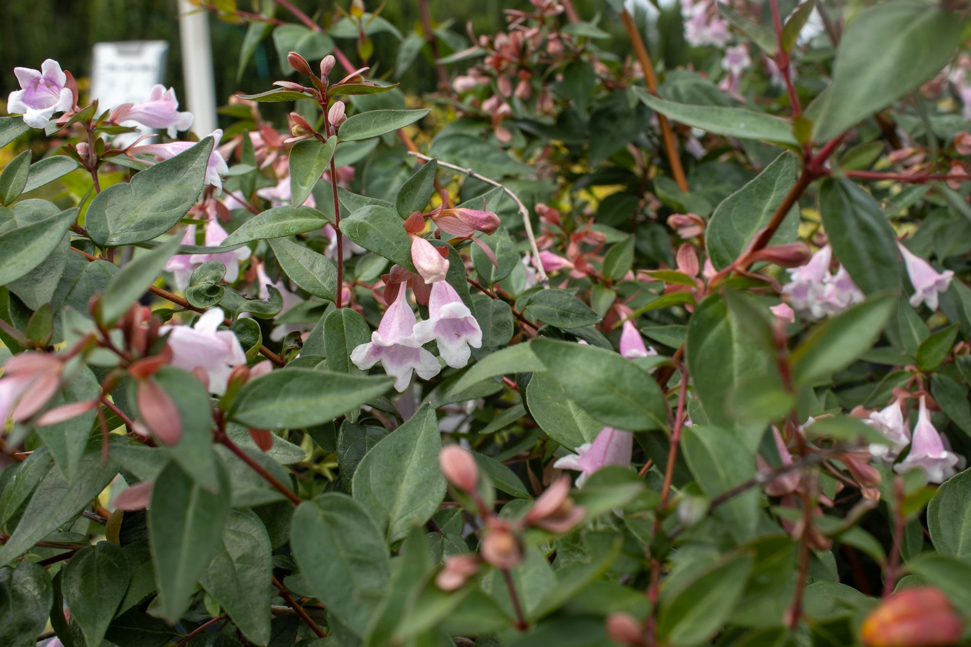 Pink bell-shaped flowers among green leaves and red stems in a dense garden shrub