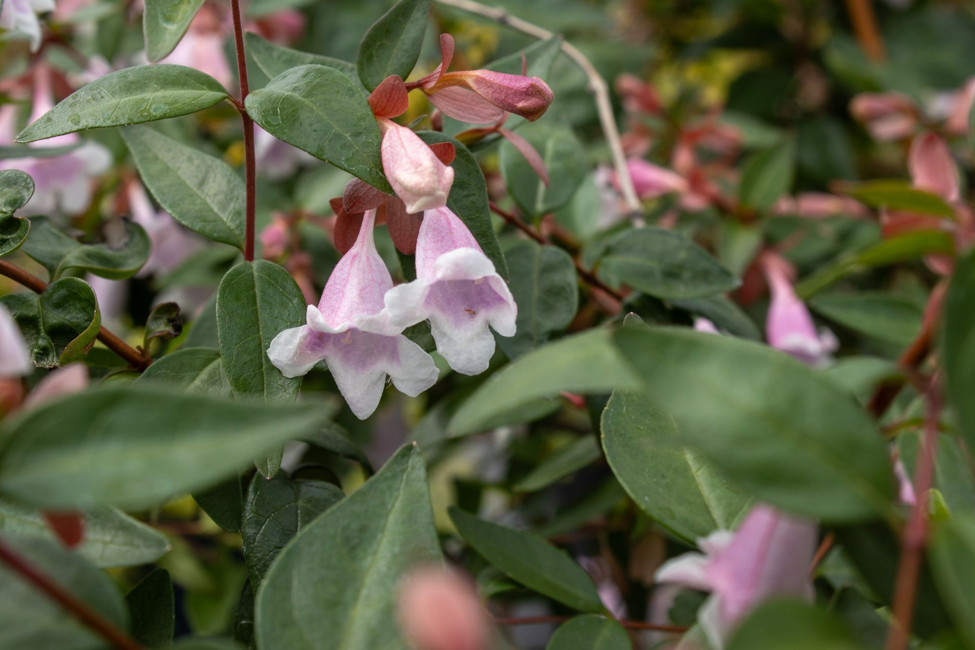 Pink and white bell-shaped flowers among green leaves in a garden