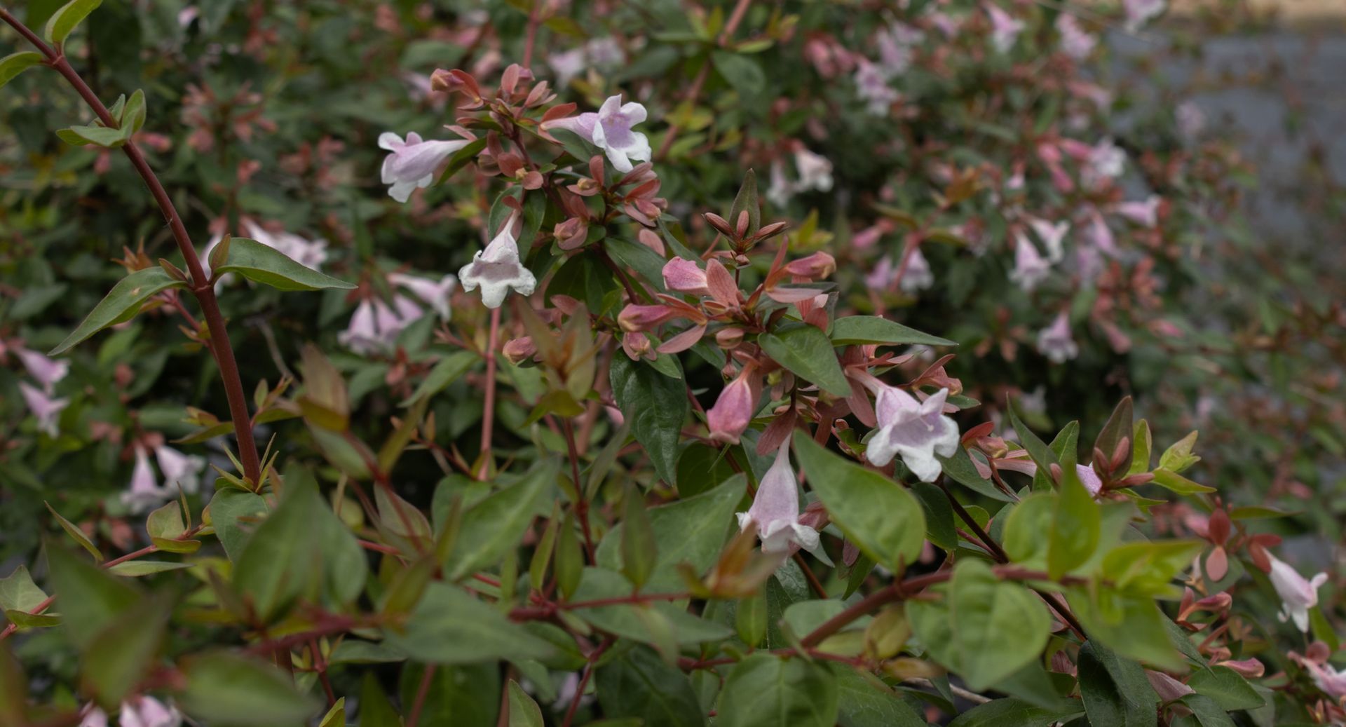 Pink and white flowers blooming among green leaves in a garden patch