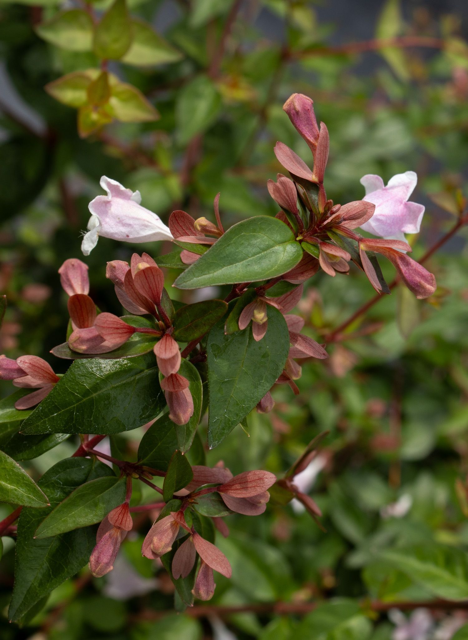 Pink flowers and green leaves on a shrub against a blurred garden background