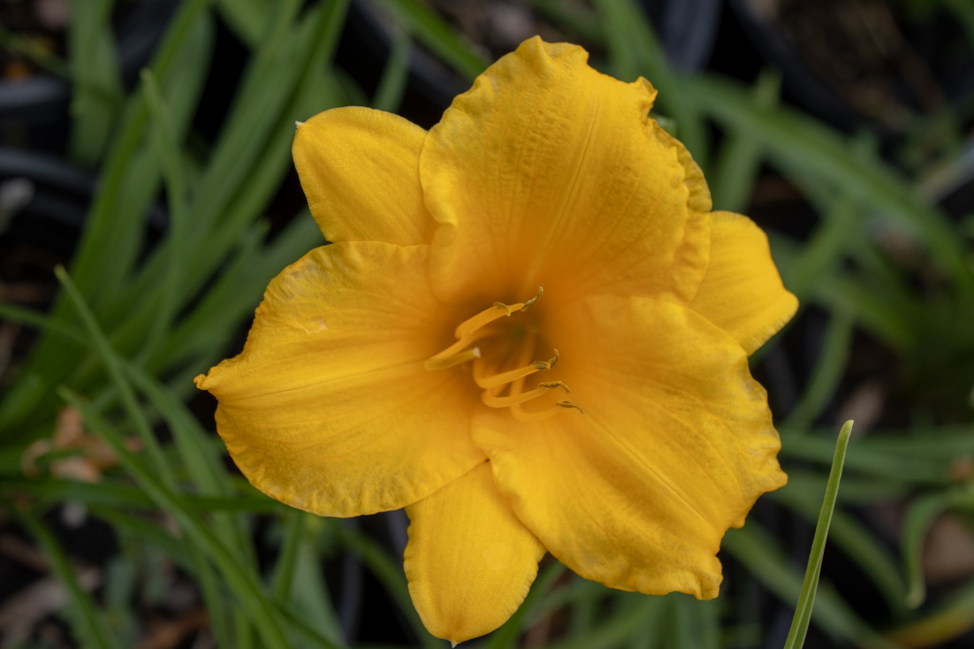 Yellow flower blooming among green leaves and grass.