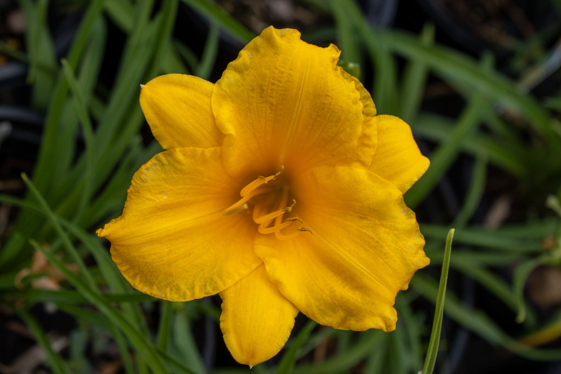 Yellow flower blooming among green leaves and grass