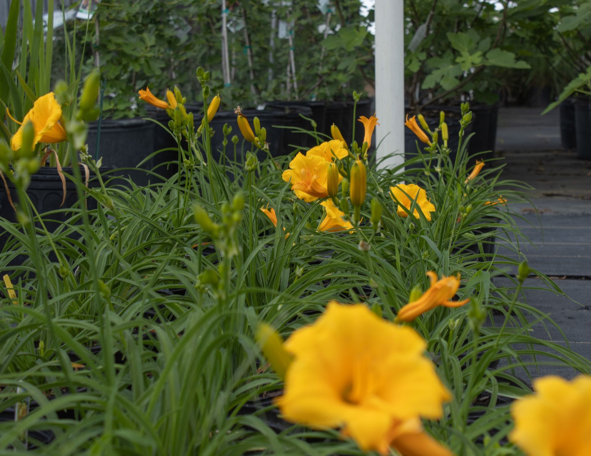 Yellow daylilies blooming in a garden bed beside a walkway and white post