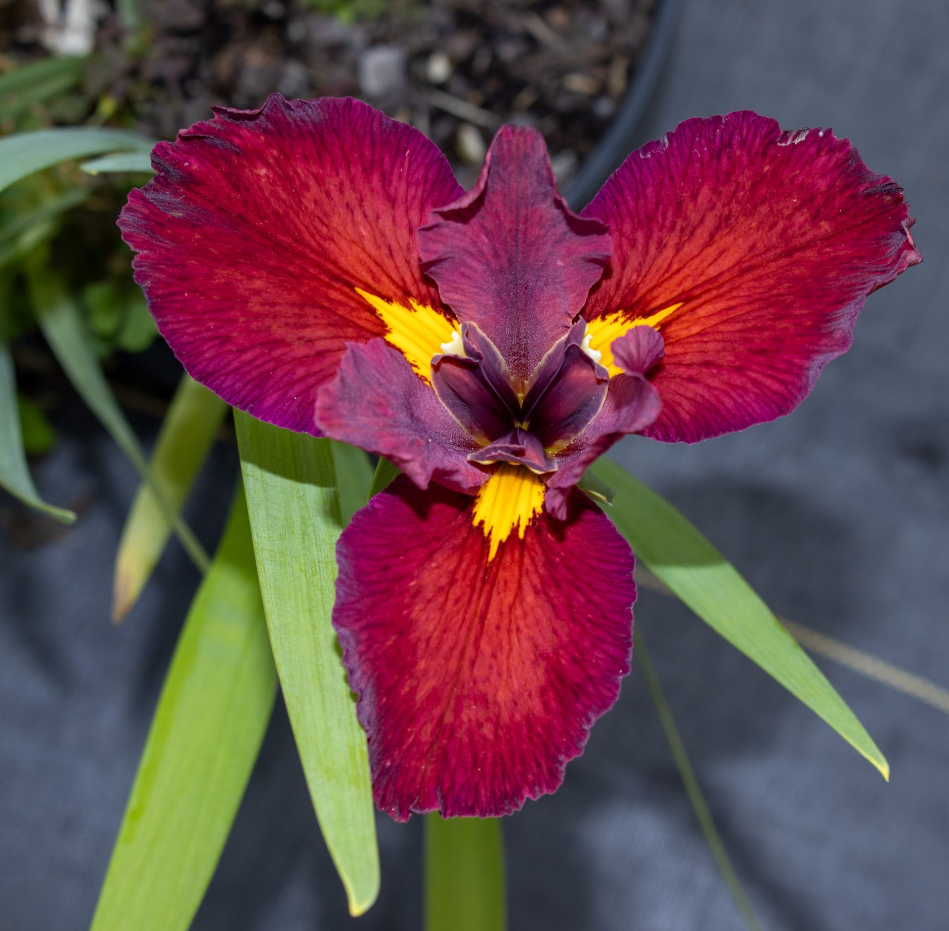 Magenta orchid flower with yellow accents and green leaves on a dark background