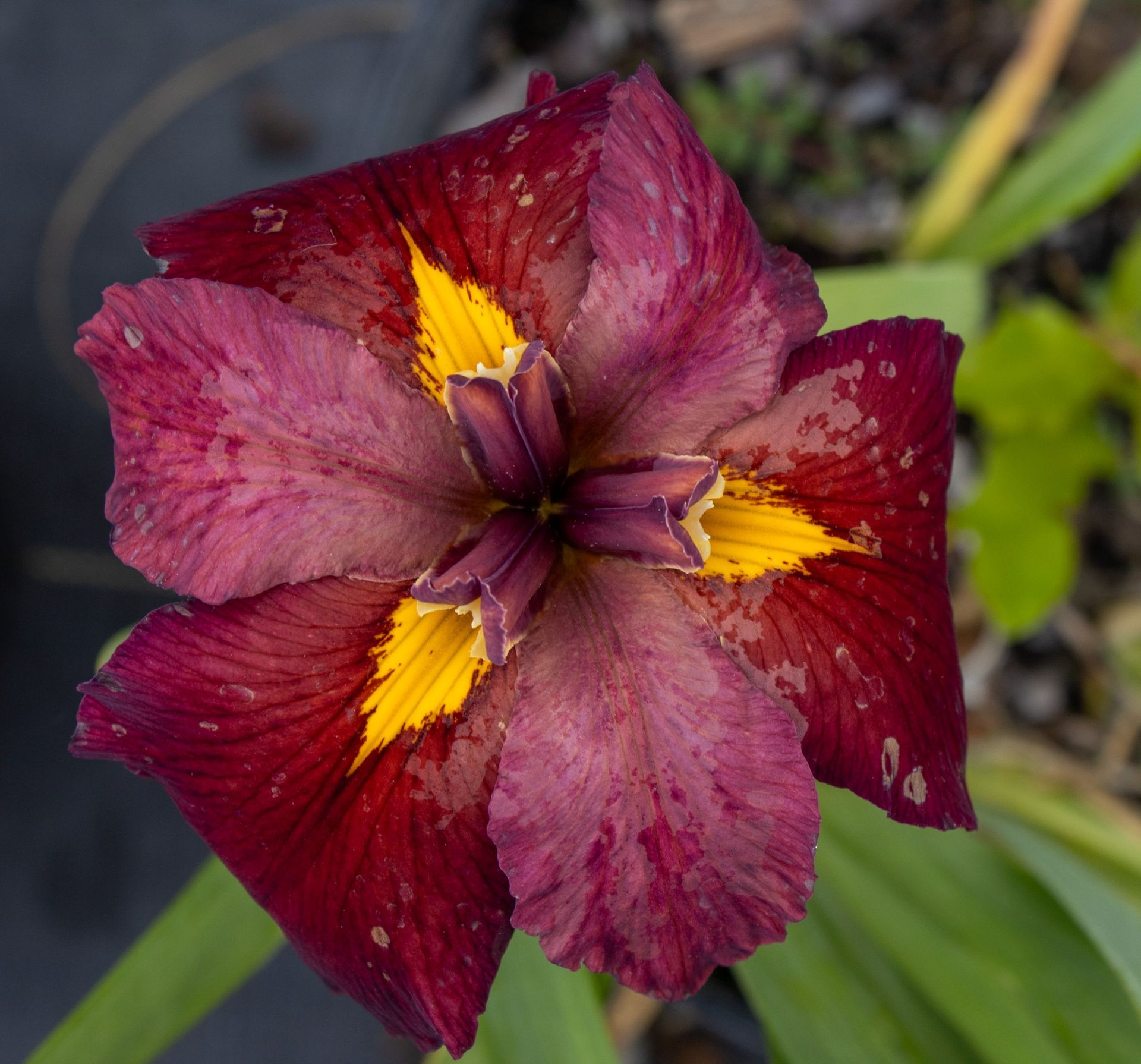 Close-up of a deep burgundy flower with bright yellow centers and green leaves