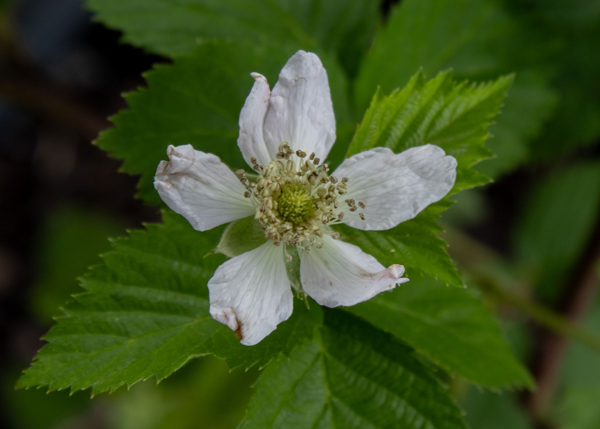 White wildflower with green leaves and serrated foliage close-up