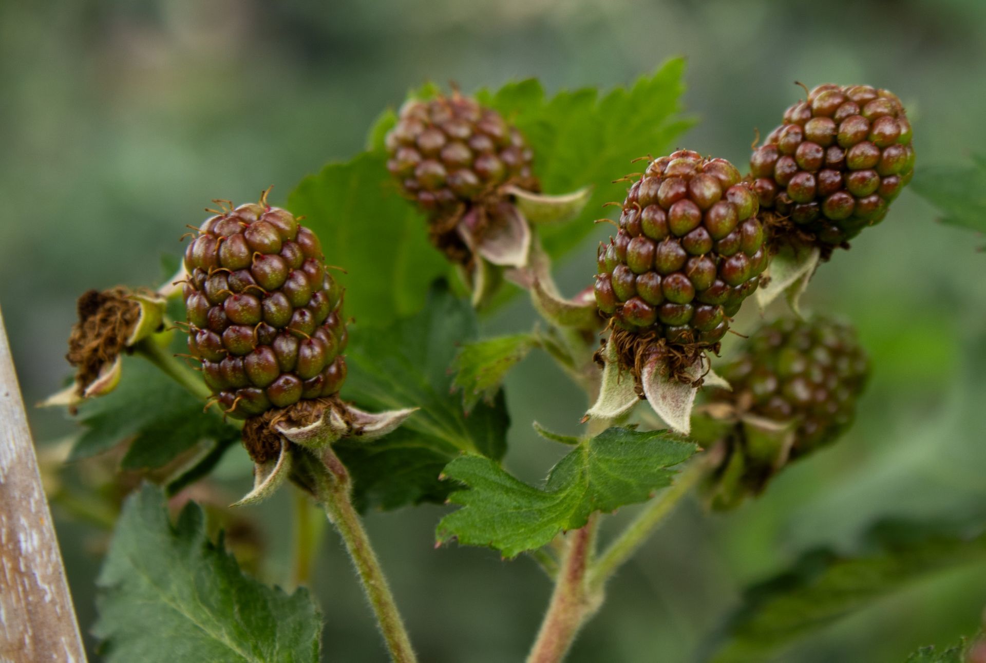 Clustered unripe blackberries on stems with green leaves