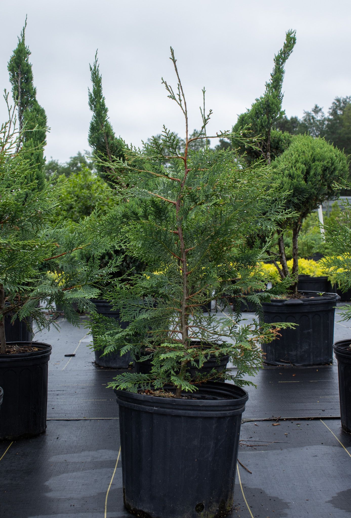 Potted evergreen shrubs lined up outdoors in a nursery on a wet pavement
