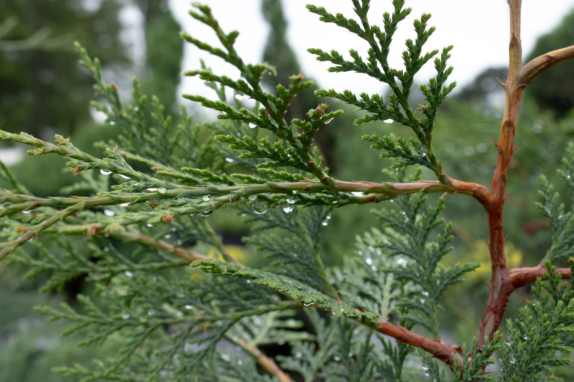 Close-up of green evergreen branches with a reddish-brown stem against a blurred background