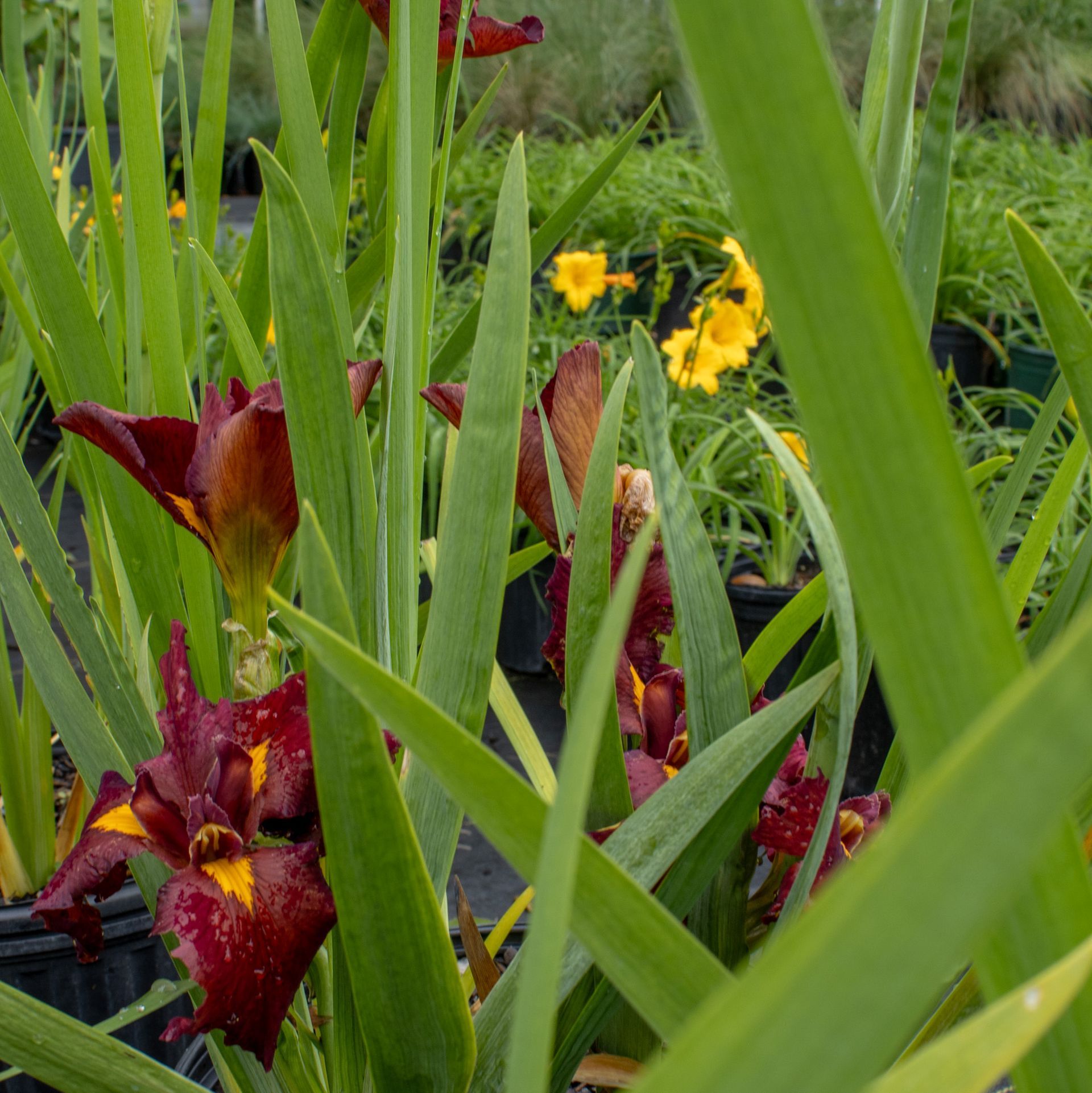 Red flowers and tall green leaves in a garden, with yellow blooms in the background.