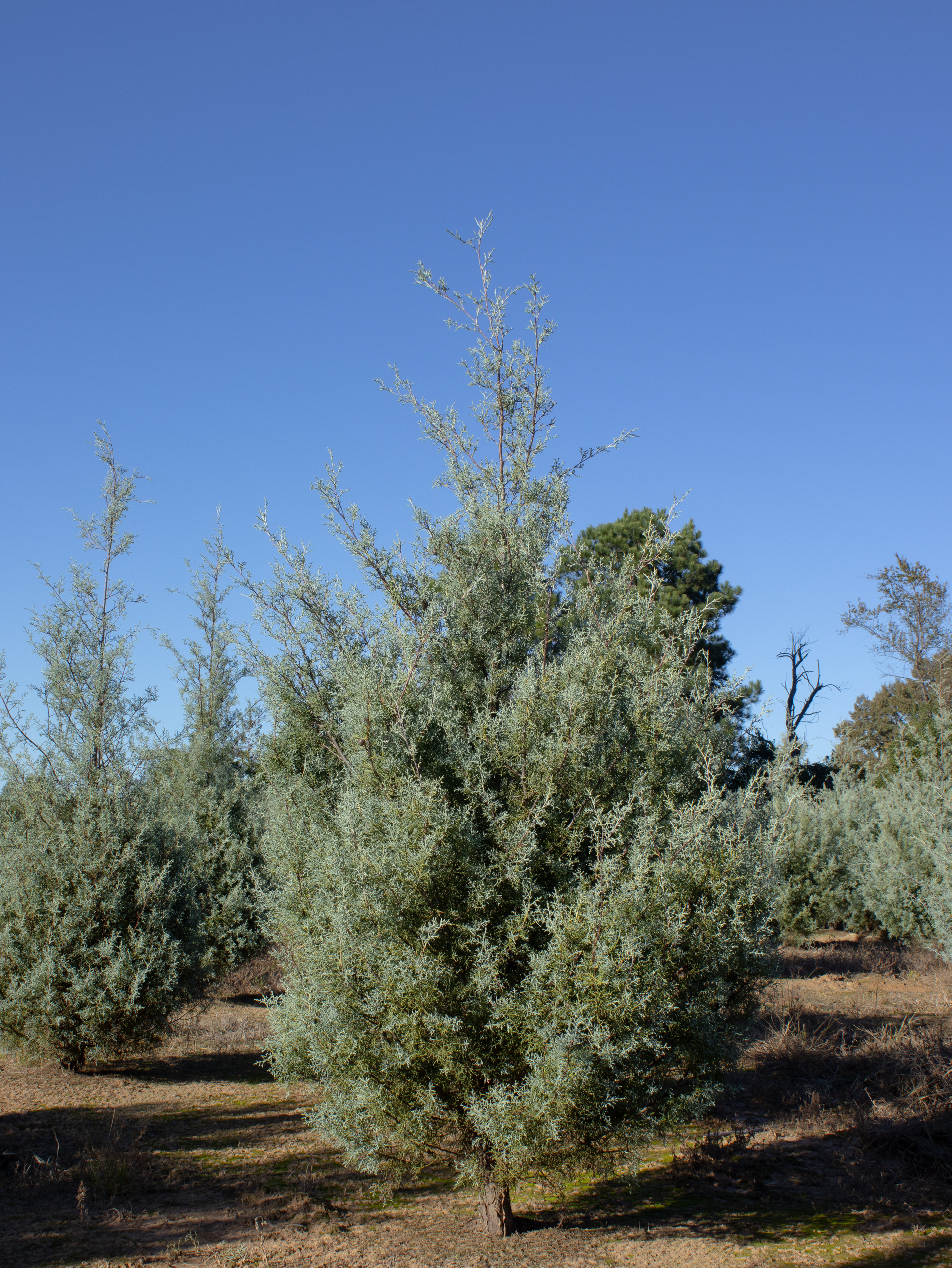 Young trees in a sunlit orchard under a clear blue sky.