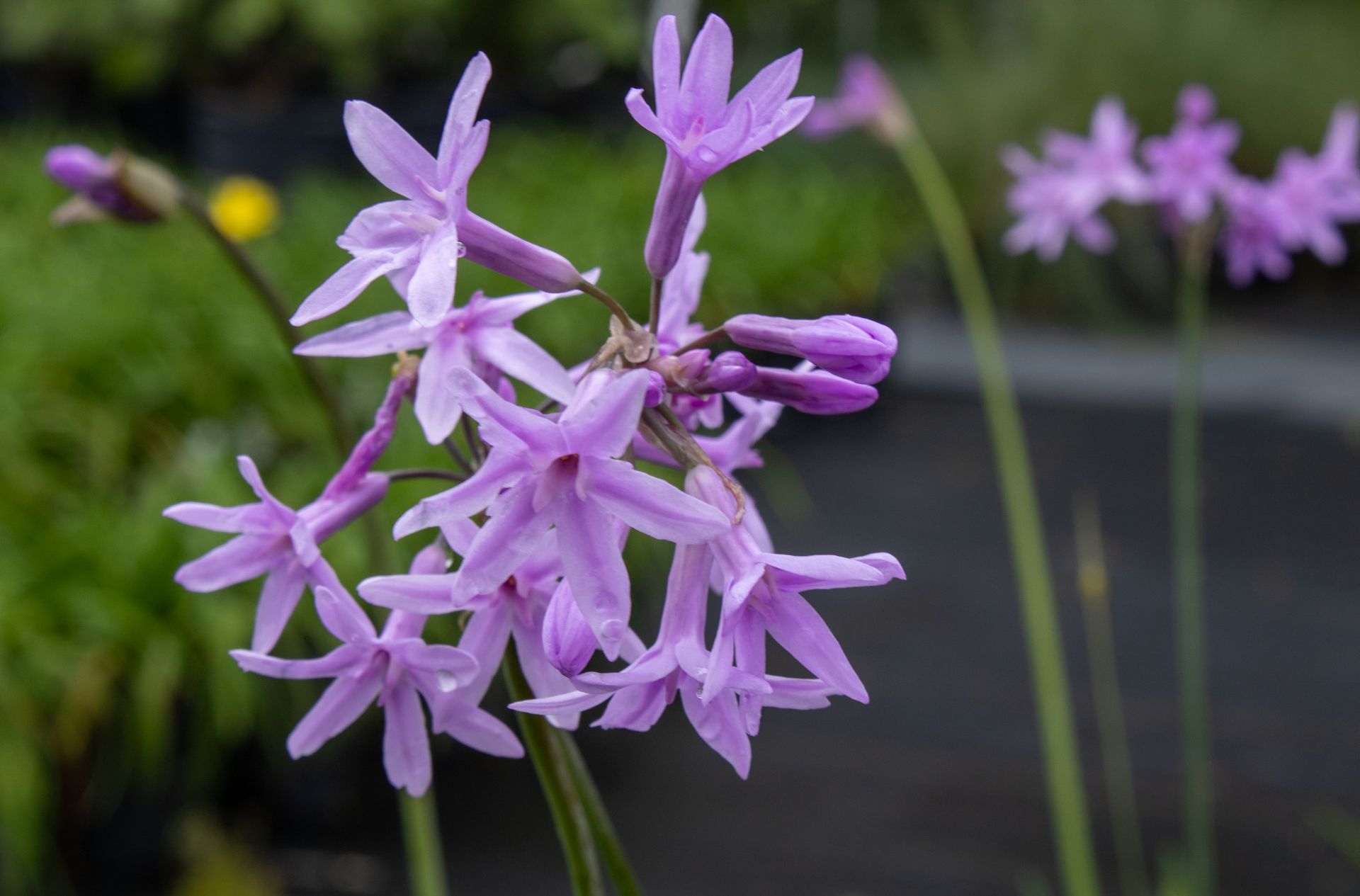 Purple wildflowers blooming against a blurred garden background