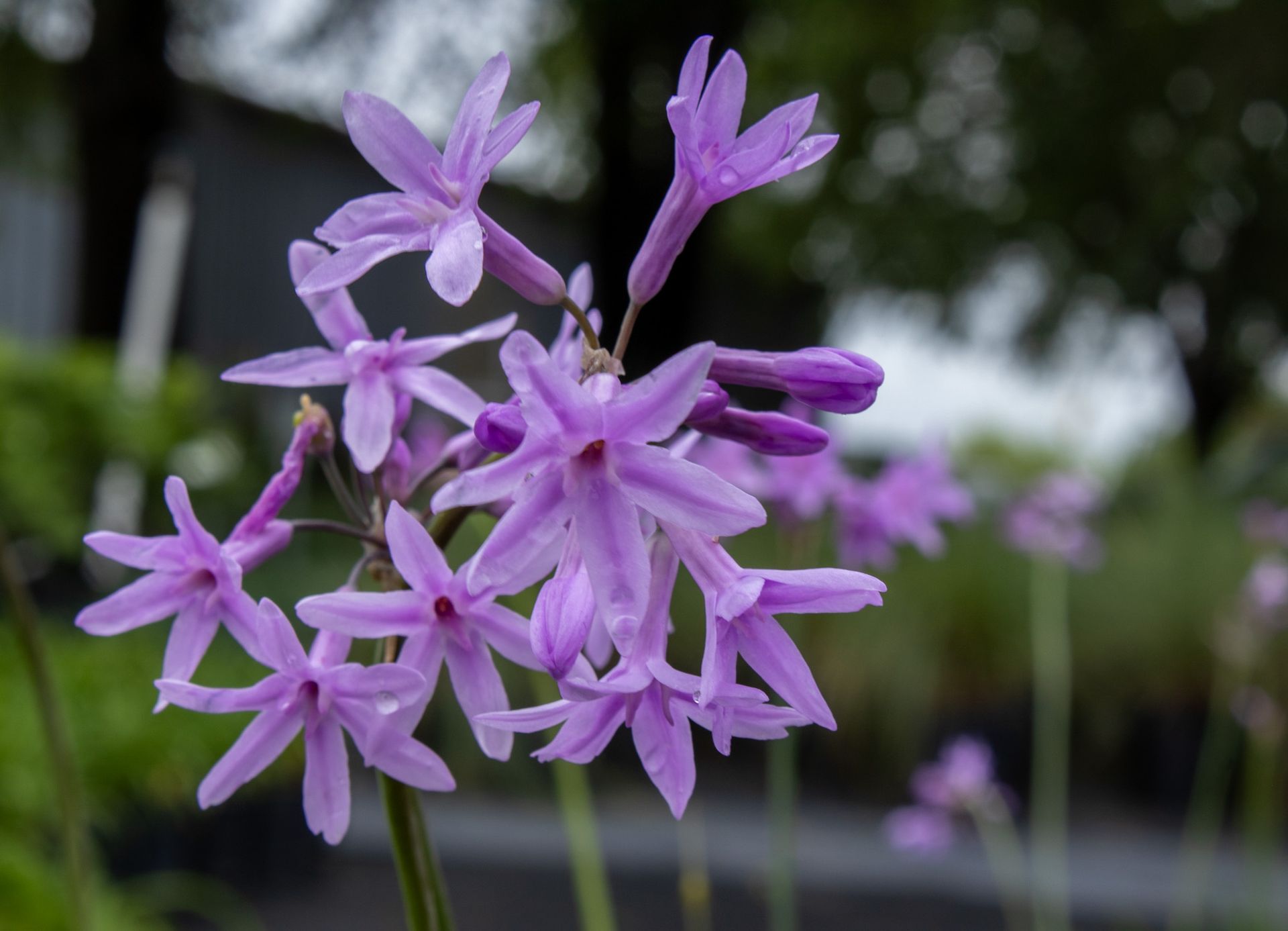Cluster of purple star-shaped flowers against a blurred outdoor background