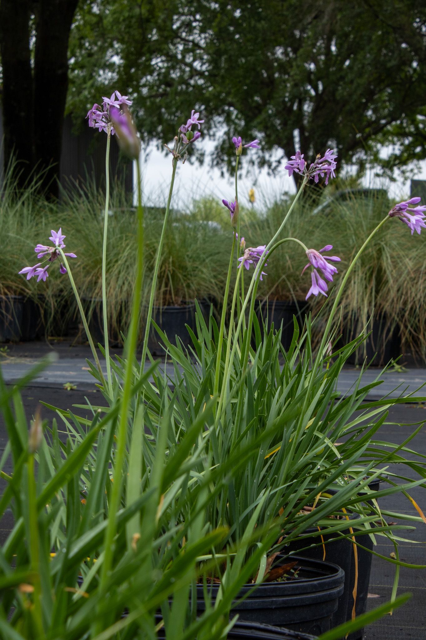 Potted green plants with tall purple flowers outdoors in a garden nursery