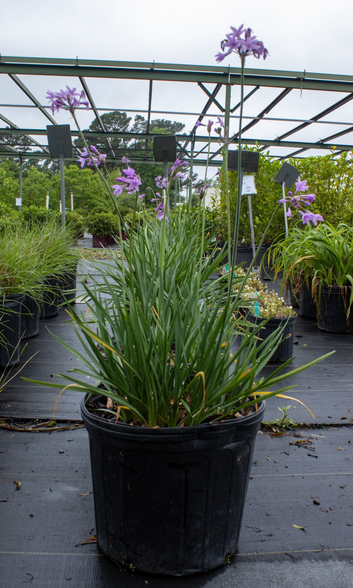 Potted green agave-like plant in a nursery, with purple flowers and other plants in the background