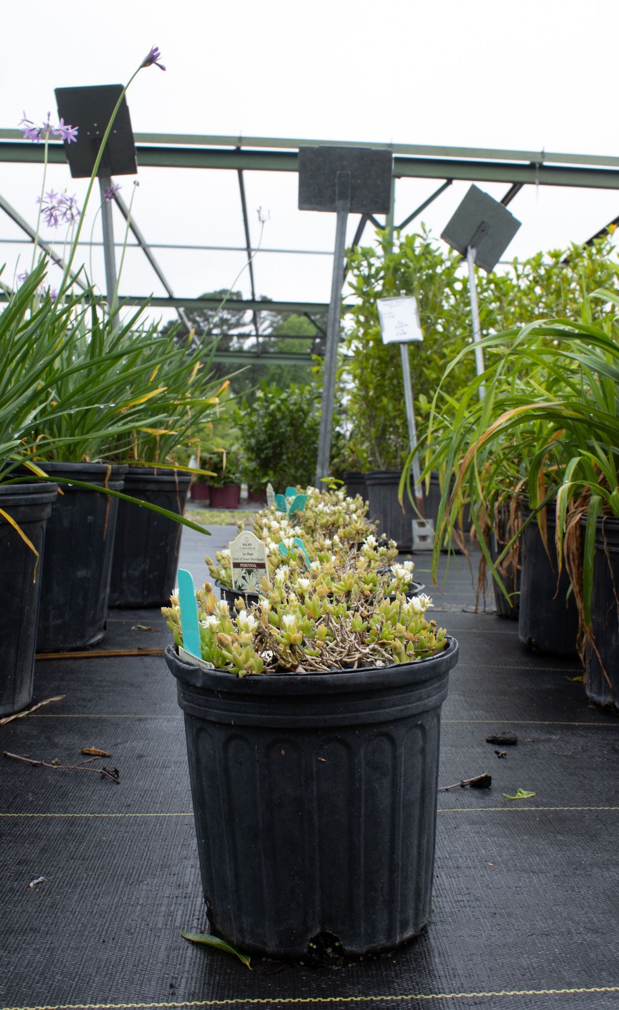 Potted plant in a greenhouse aisle, surrounded by rows of larger plants in black nursery pots