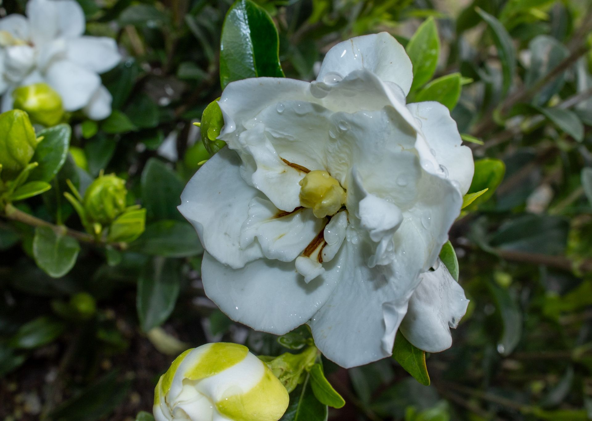 White gardenia flowers with green leaves and yellow buds in close-up