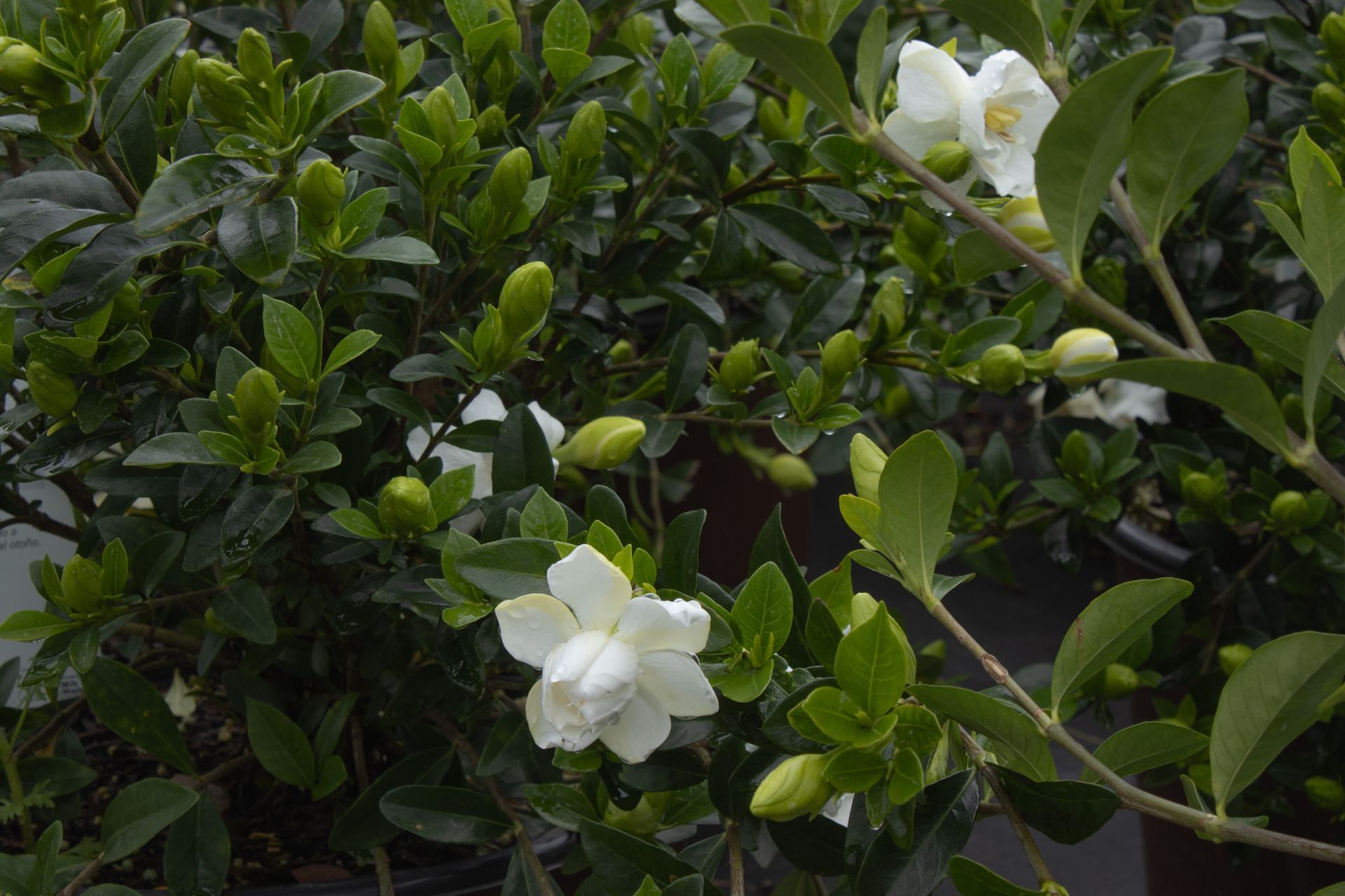 White flowers blooming among dark green leaves on a shrub