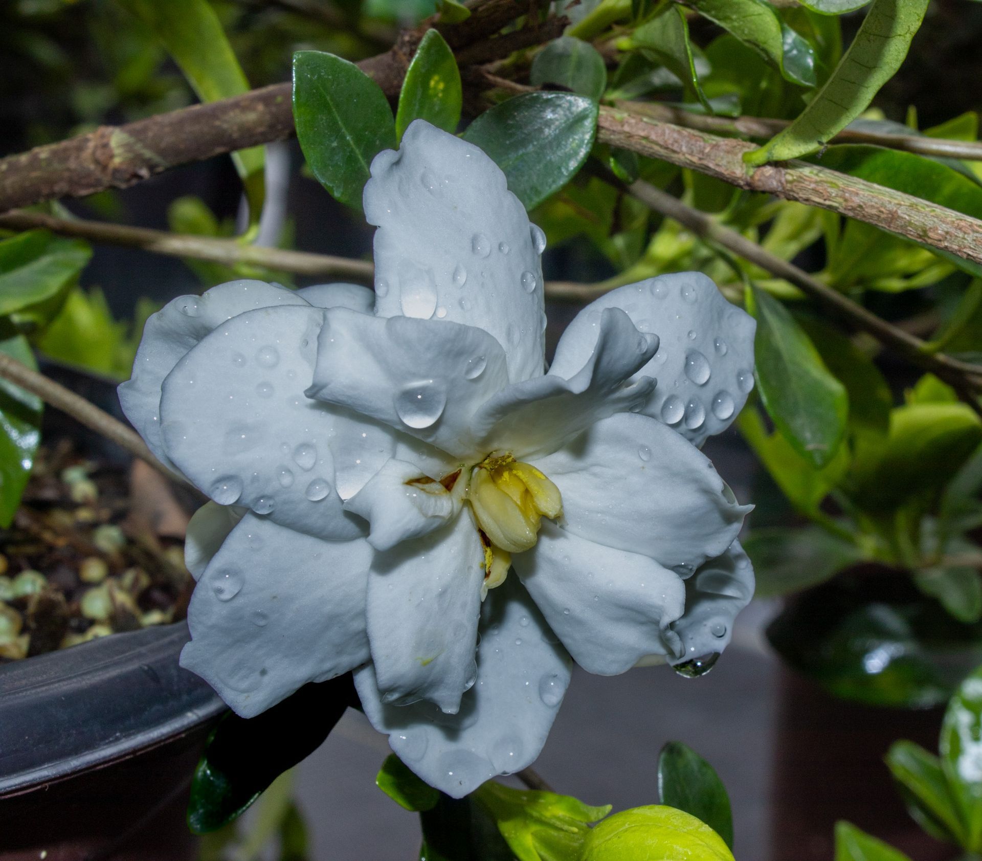 White flower with water droplets in a green garden setting