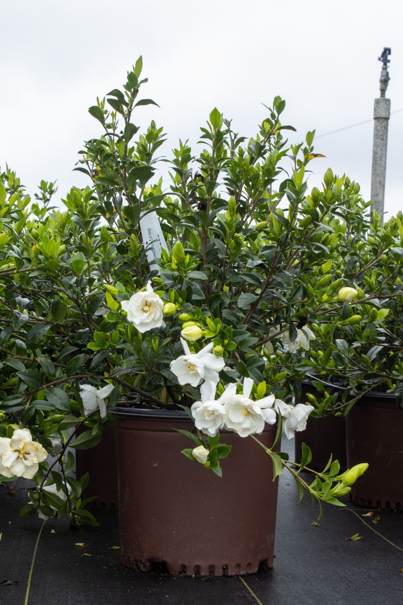 White flowering shrubs in brown pots on a black nursery tarp, with a tall light pole in the background
