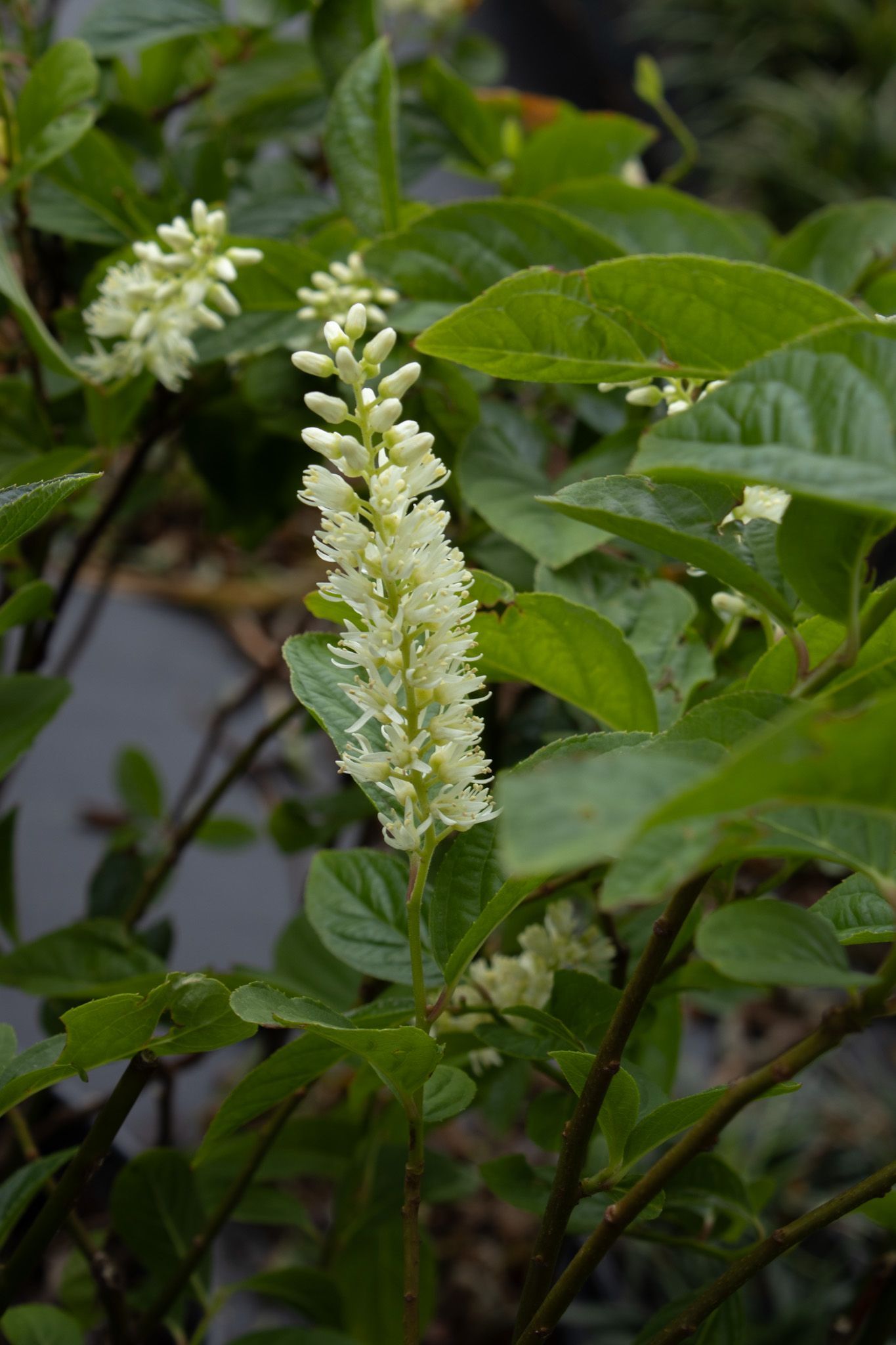 White flowering plant with elongated blossoms and green leaves in a garden setting