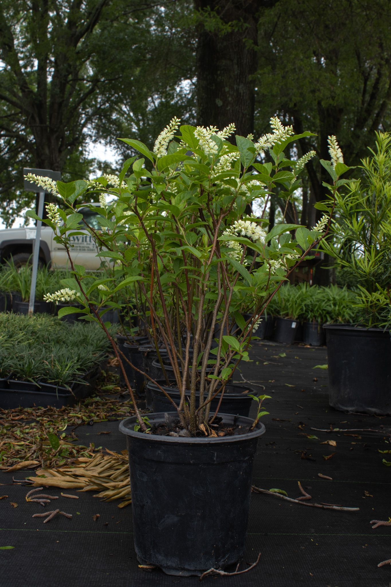 Potted green shrub in a black nursery container outdoors among other plants