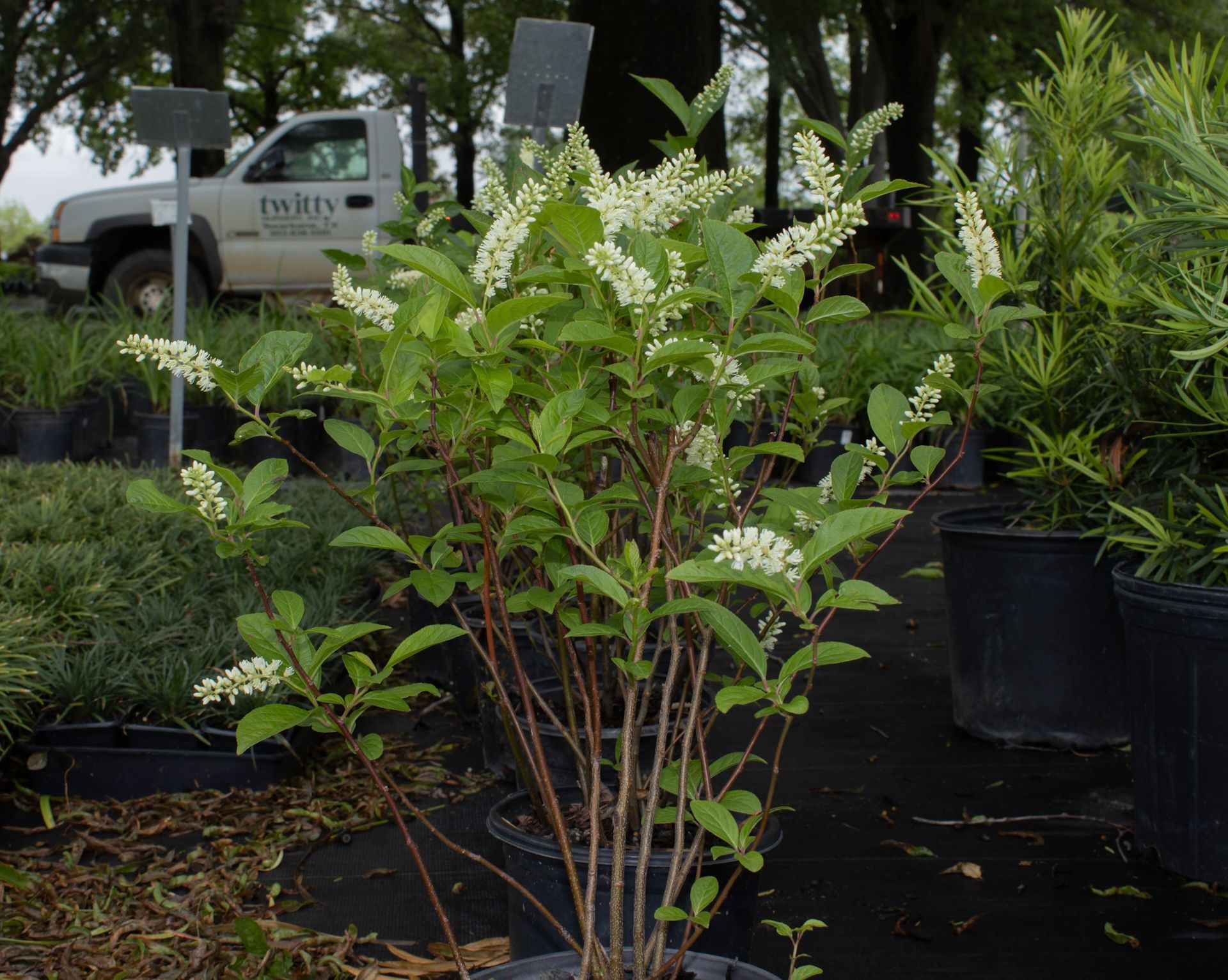 Potted shrub with white flowers in a nursery, with other plants and a truck in the background