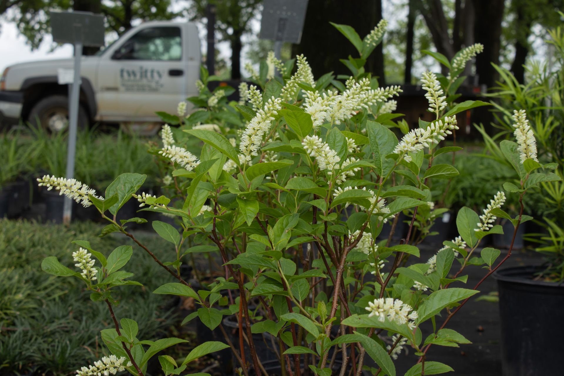 White-flowering shrubs in black nursery pots with a truck in the background