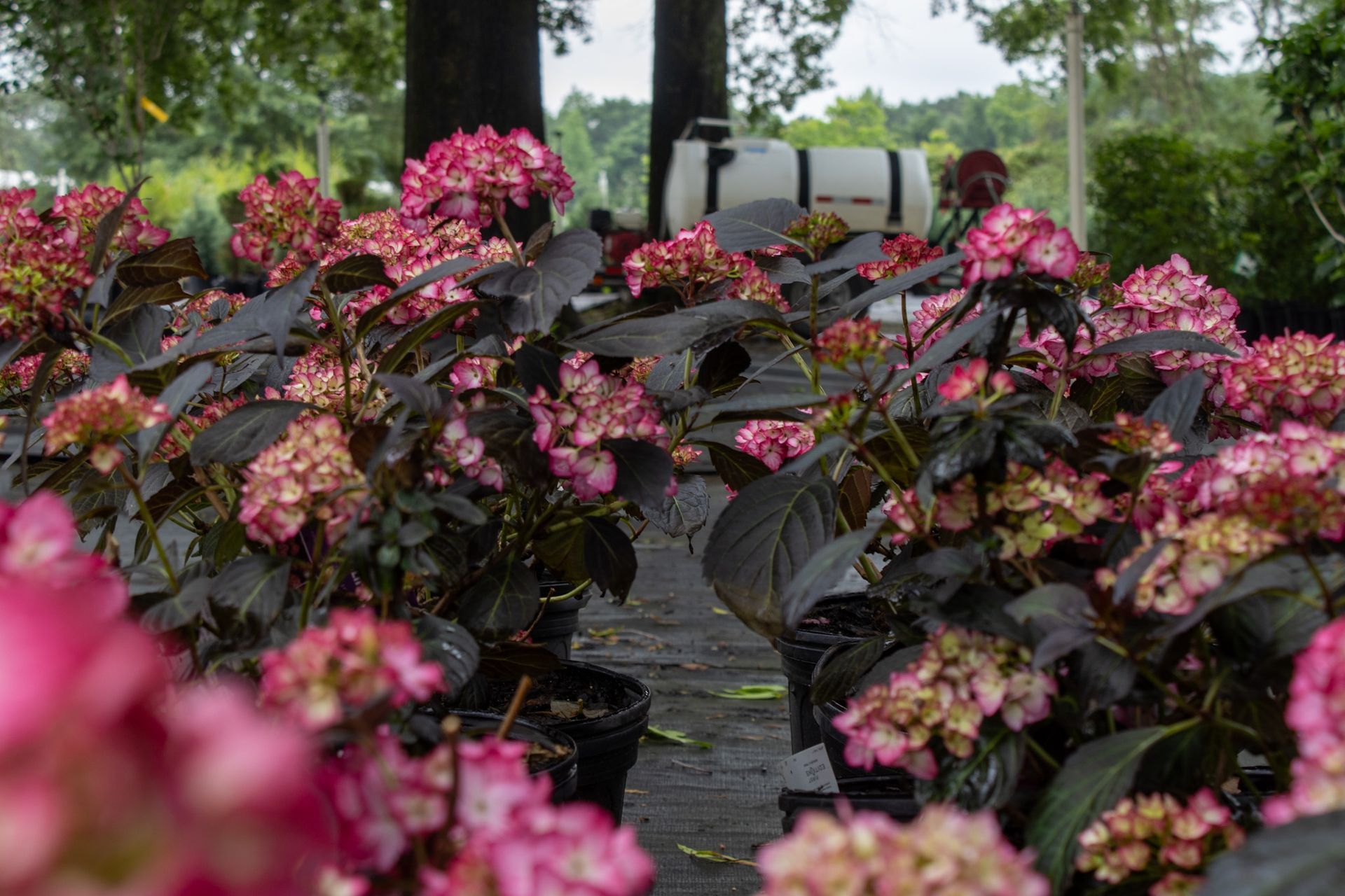 Rows of potted pink flowers in a garden nursery with dark leaves and trees in the background