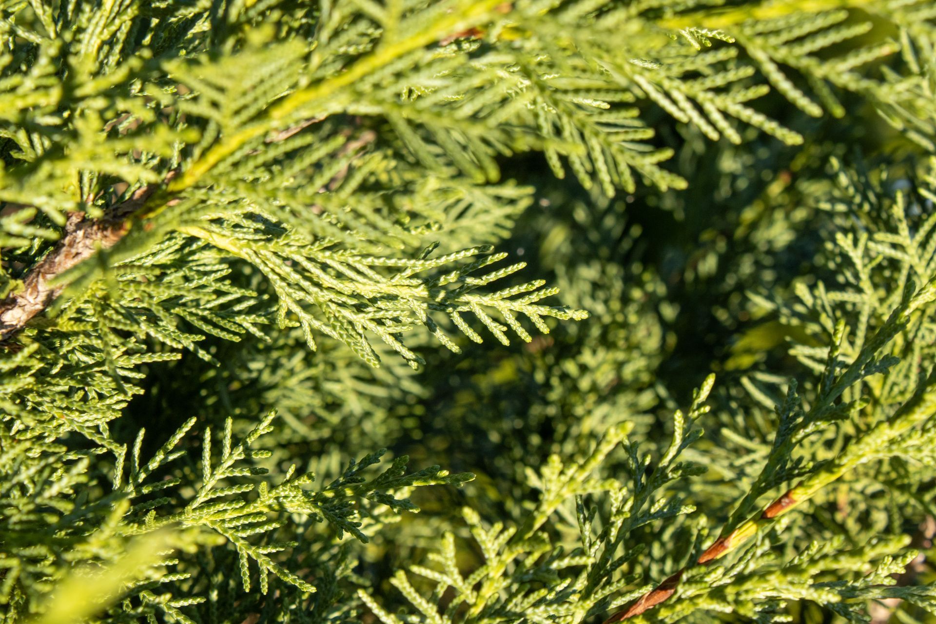 Green evergreen branches with dense needle-like leaves filling the frame