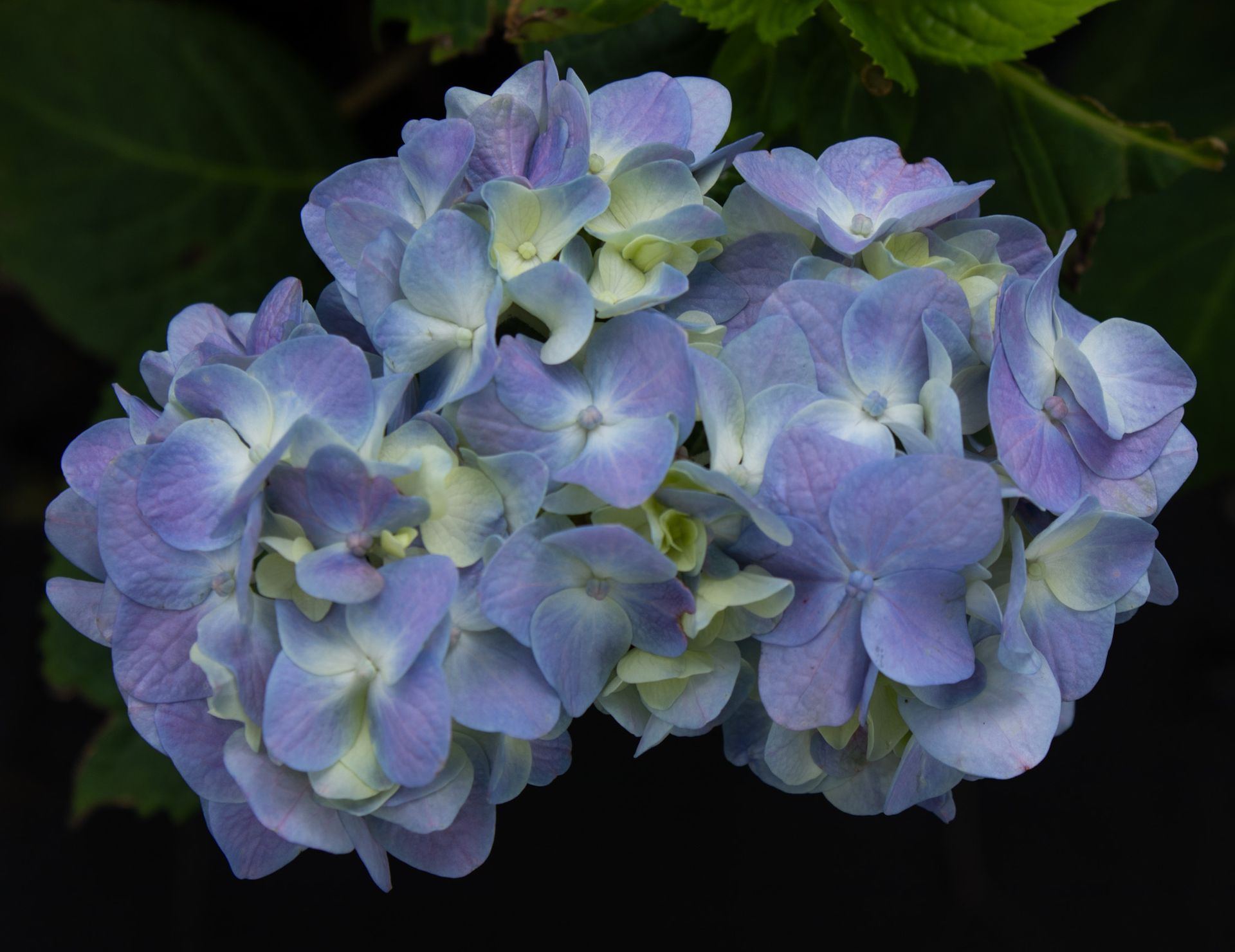 Cluster of pale blue and lavender hydrangea flowers against dark green leaves