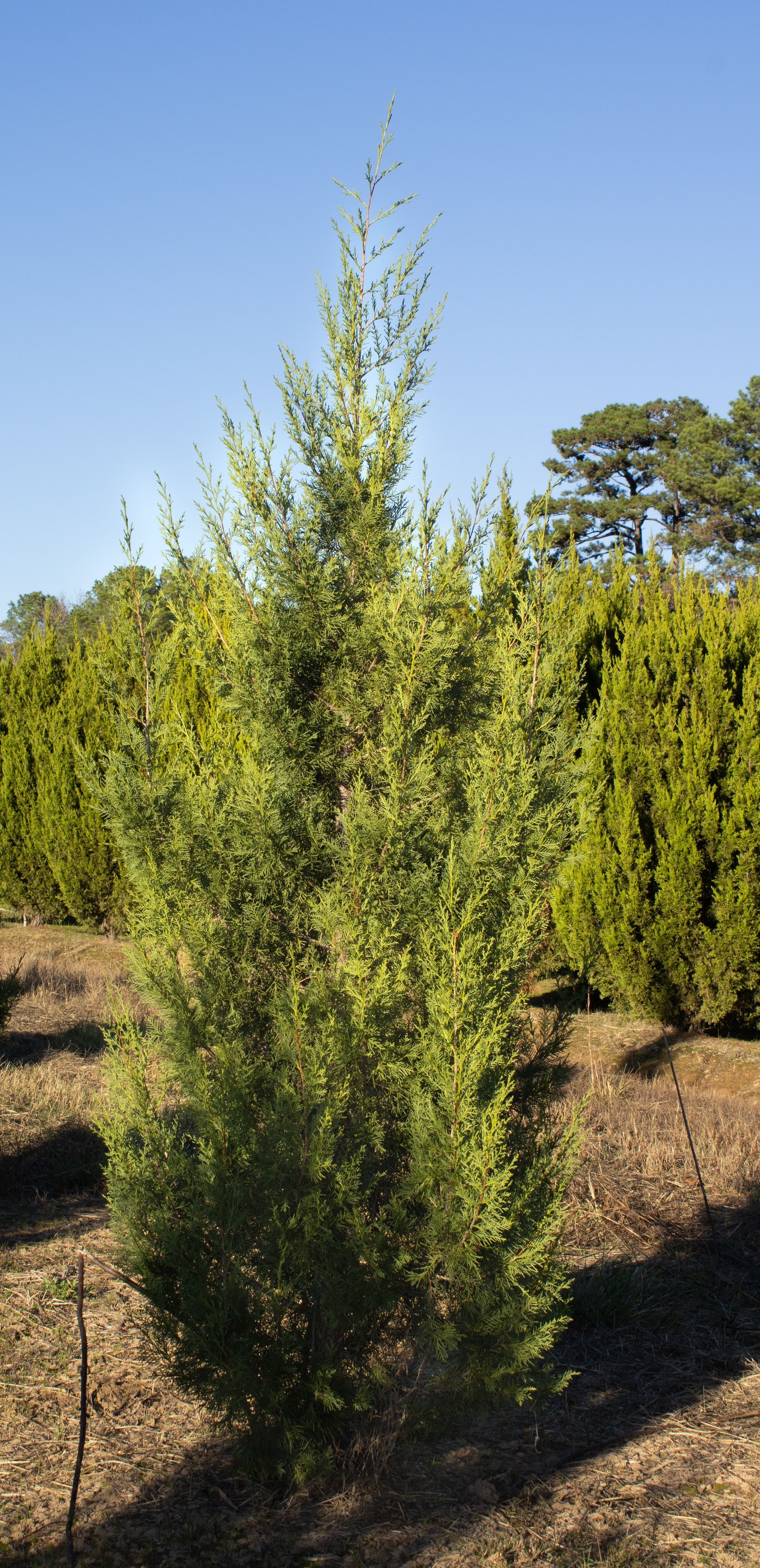 Tall green shrub in a sunny outdoor garden with other plants in the background