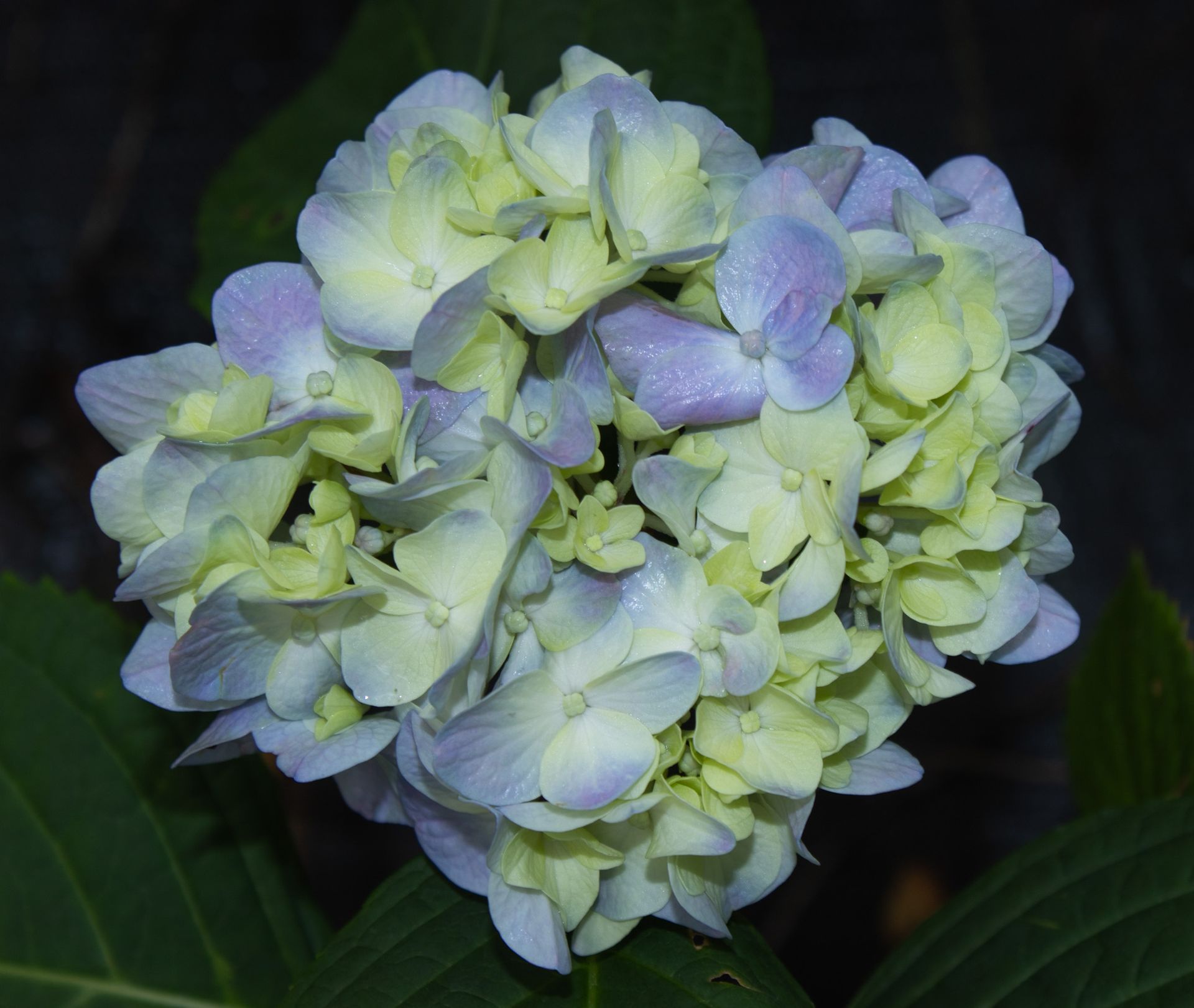 Pale blue and green hydrangea flower cluster against a dark background