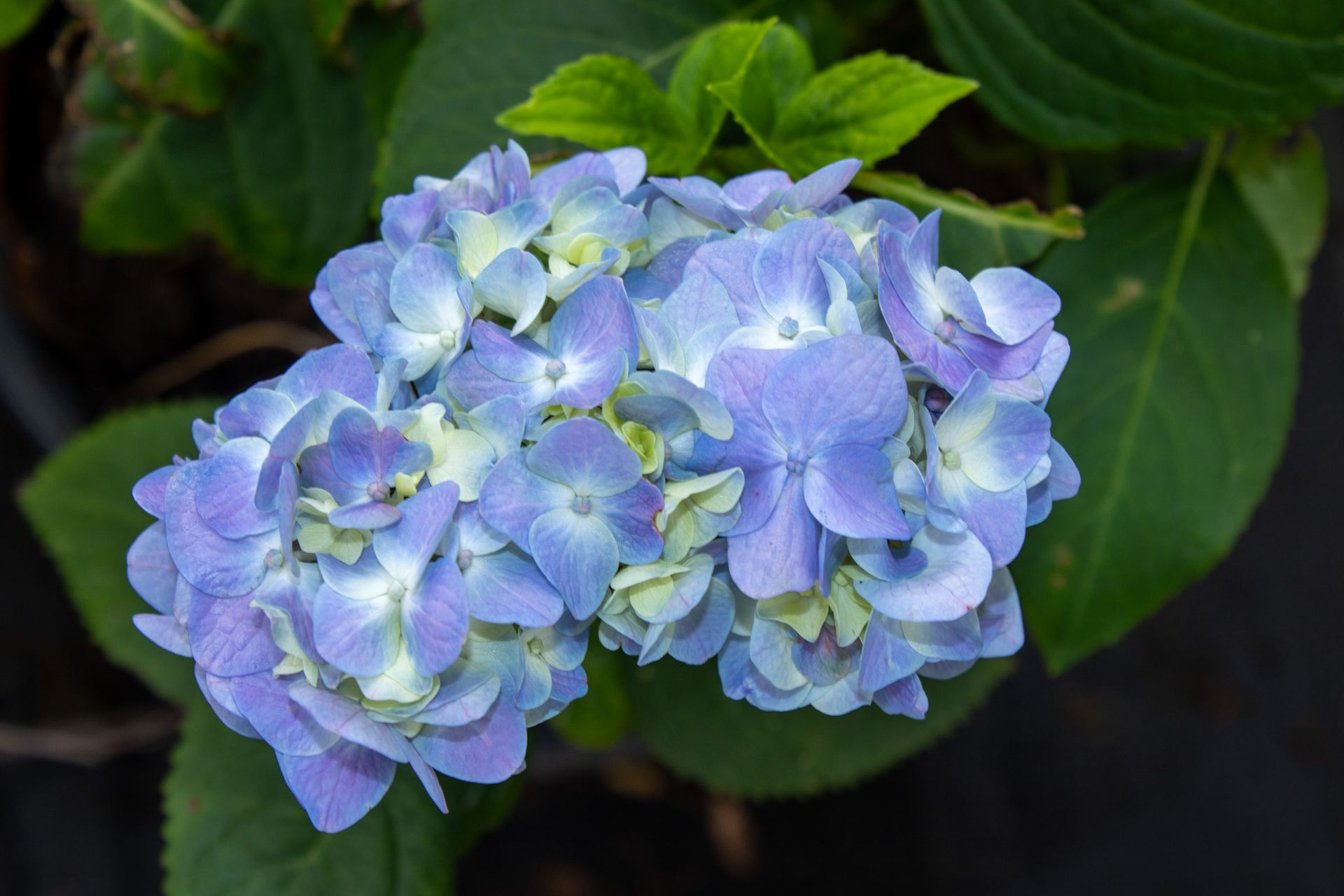 Cluster of light blue hydrangea flowers with green leaves on a dark background