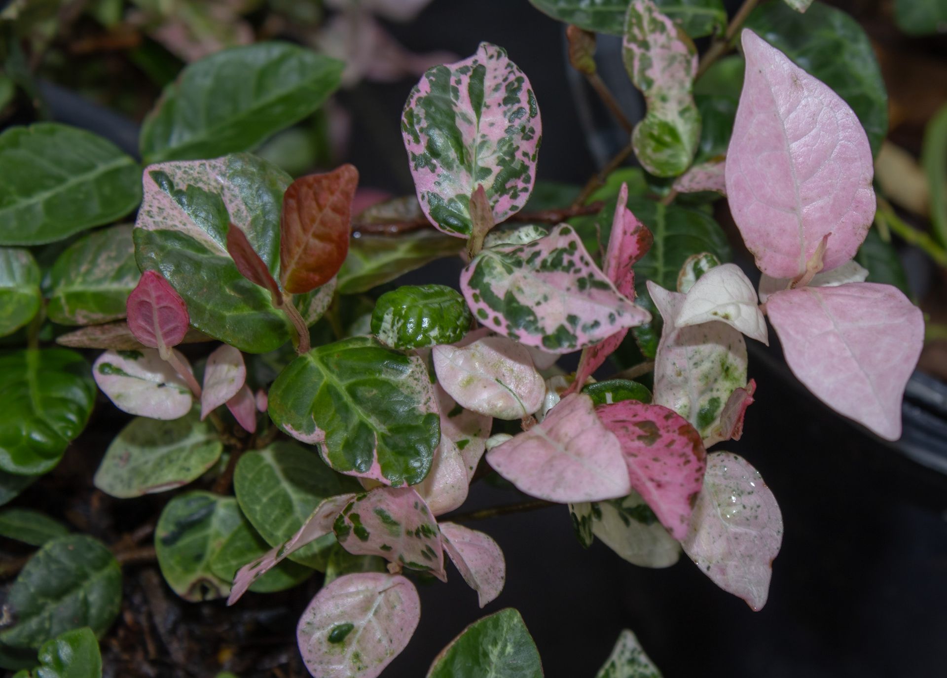 Pink and green variegated leaves on a leafy plant