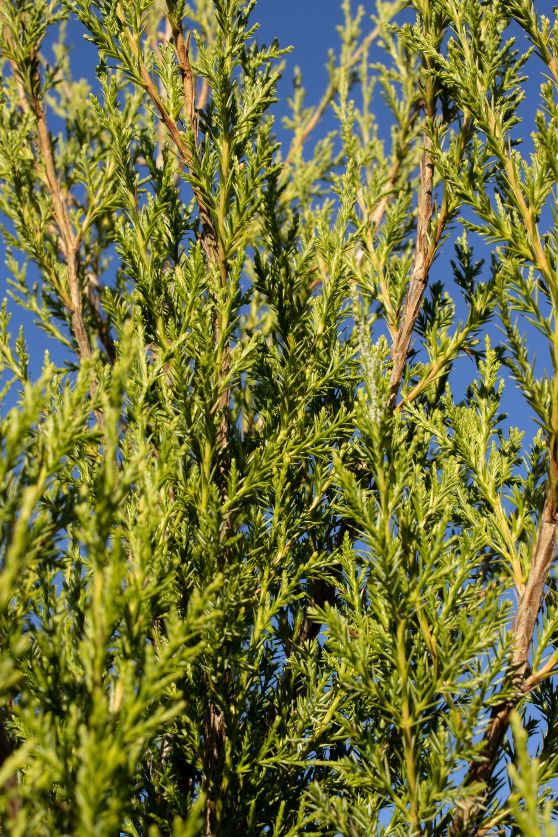 Green leafy tree branches against a clear blue sky