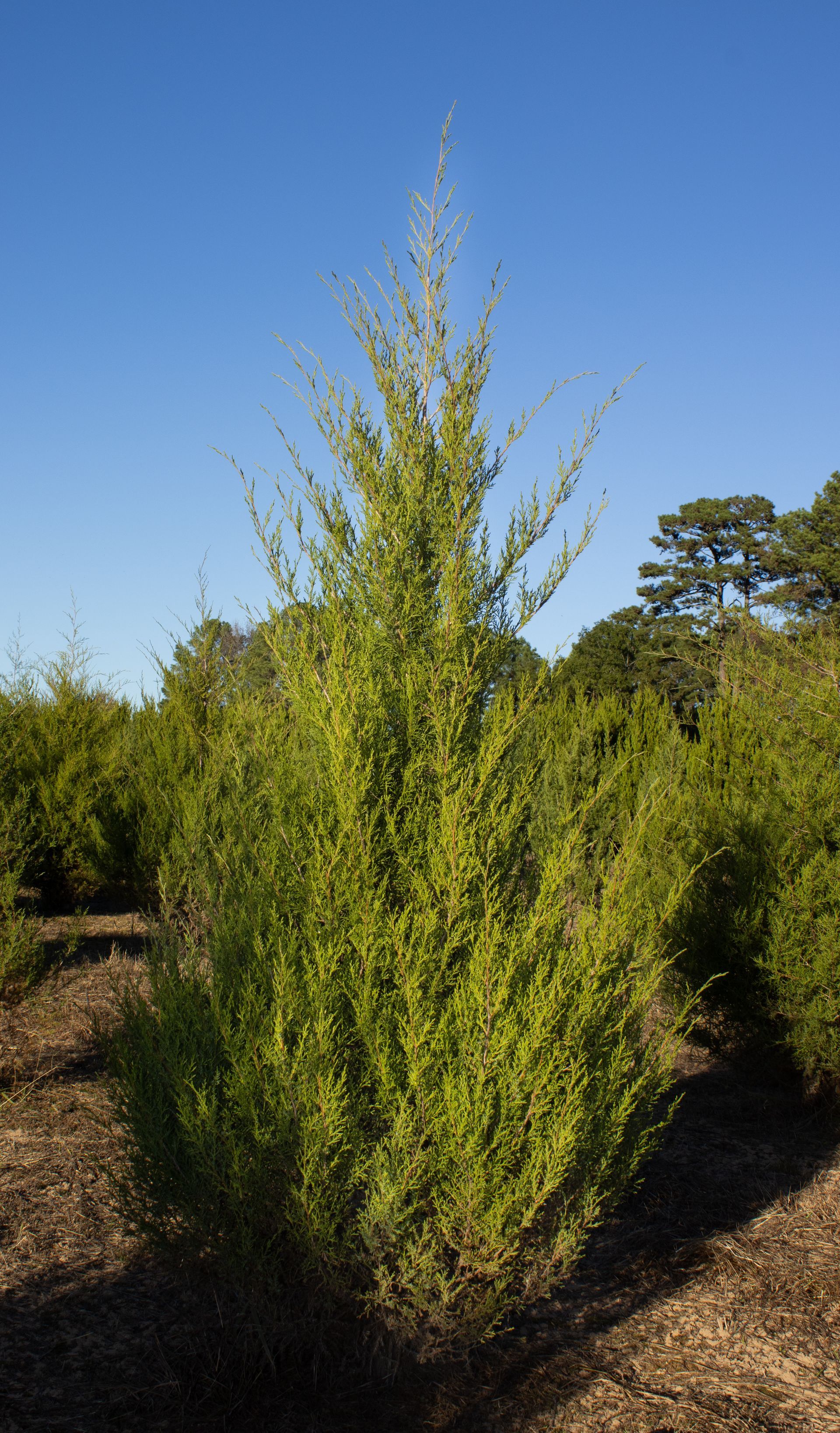 Tall green shrub in a sunny outdoor landscape under a clear blue sky