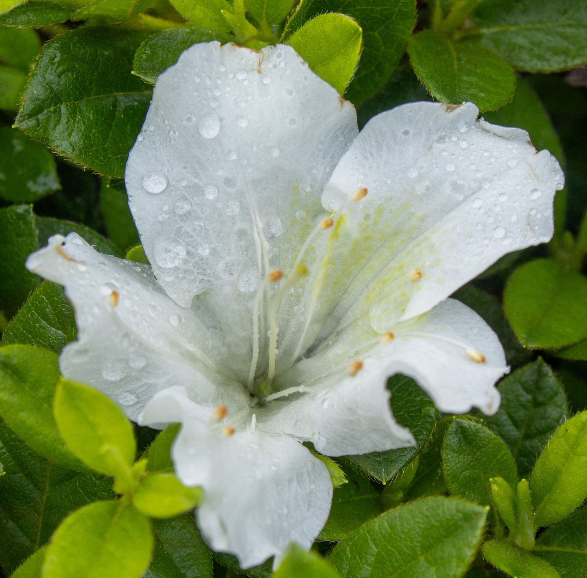 White flower with raindrops amid green leaves