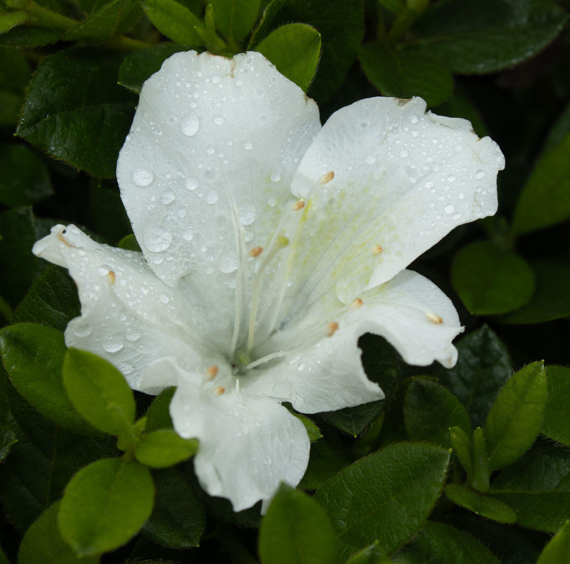 White flower with water droplets among green leaves