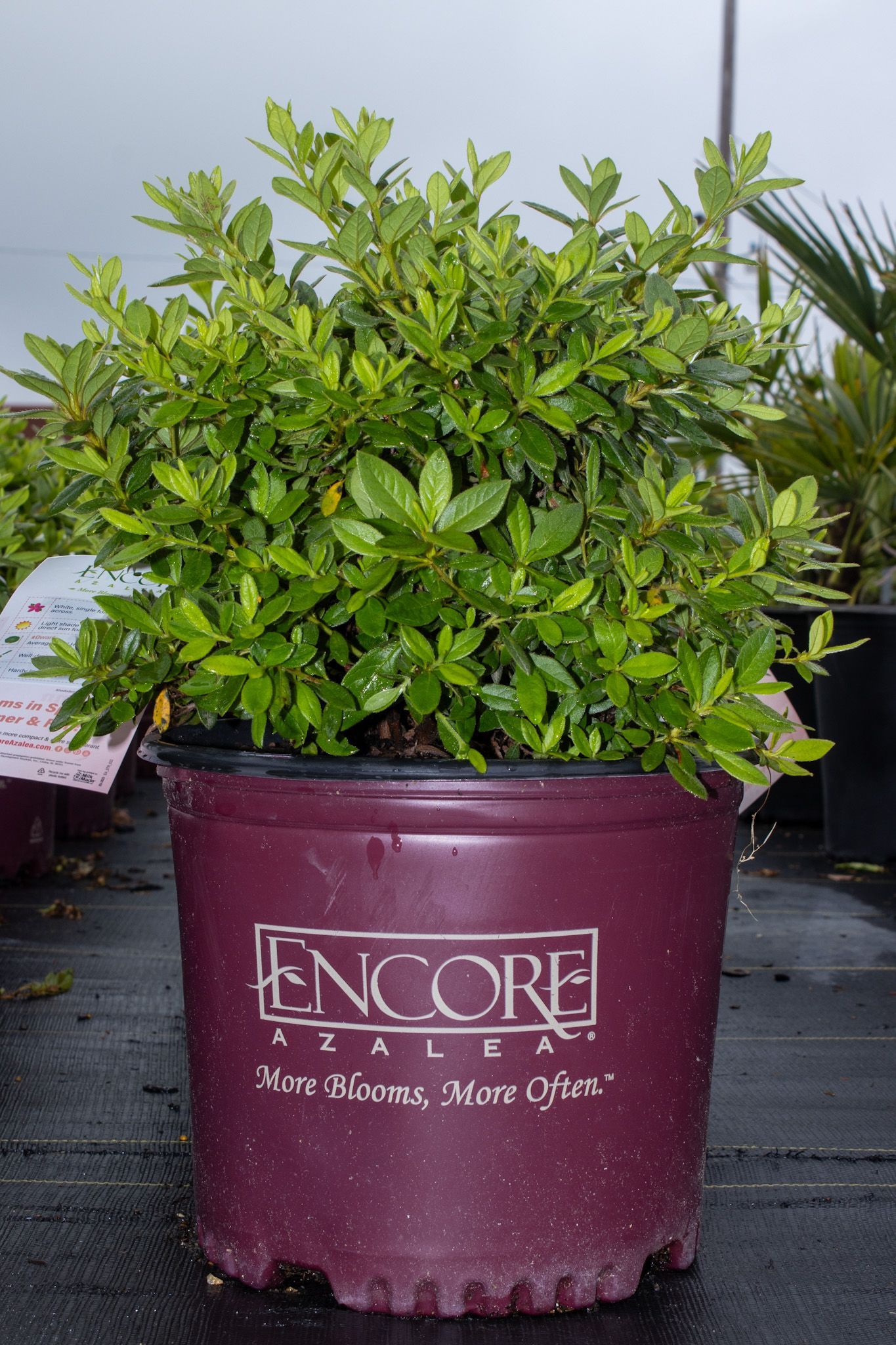 Green leafy plant in a maroon Encore nursery pot outdoors