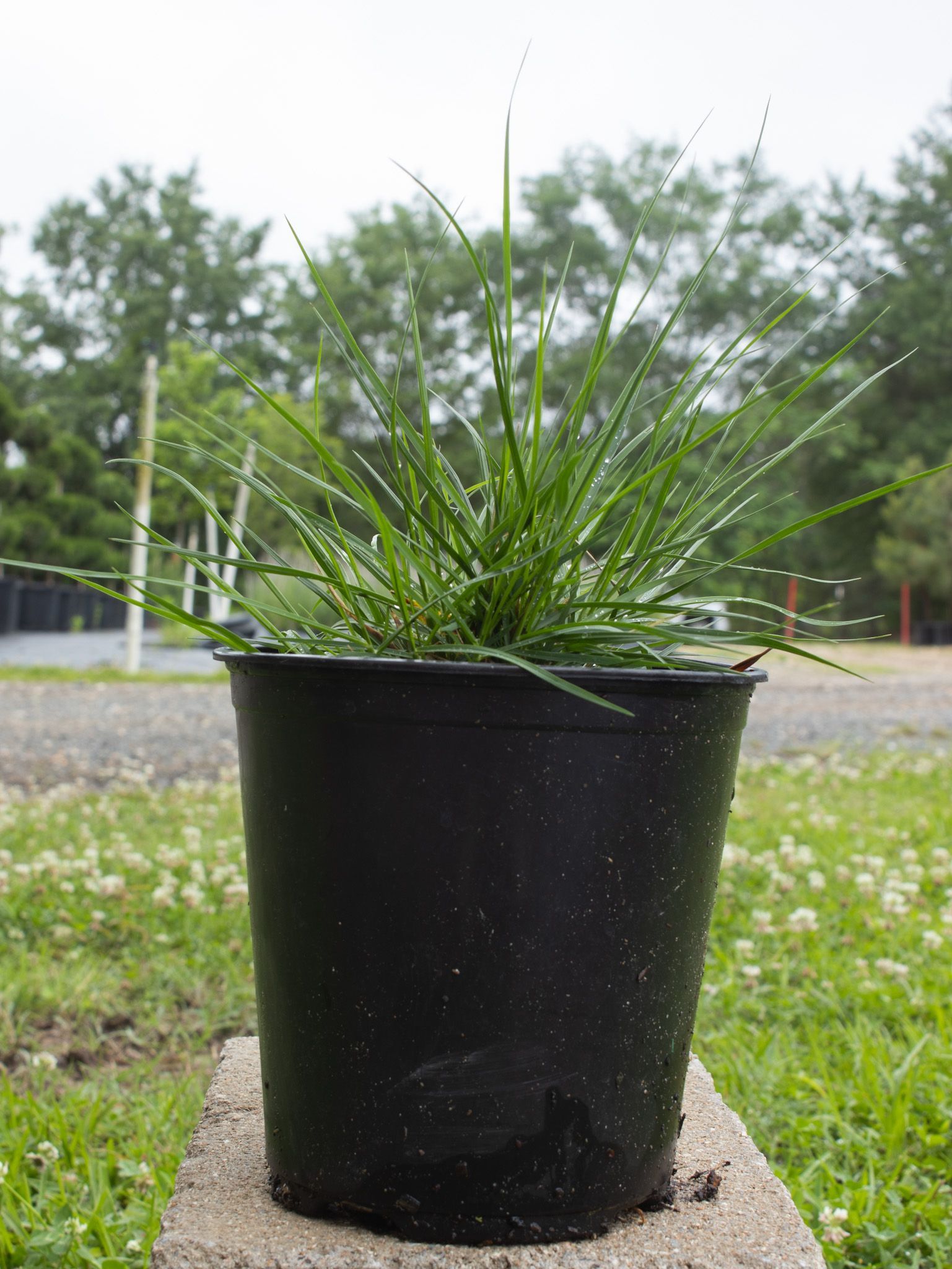 Black plastic pot with a green spiky ornamental plant on a sidewalk outdoors
