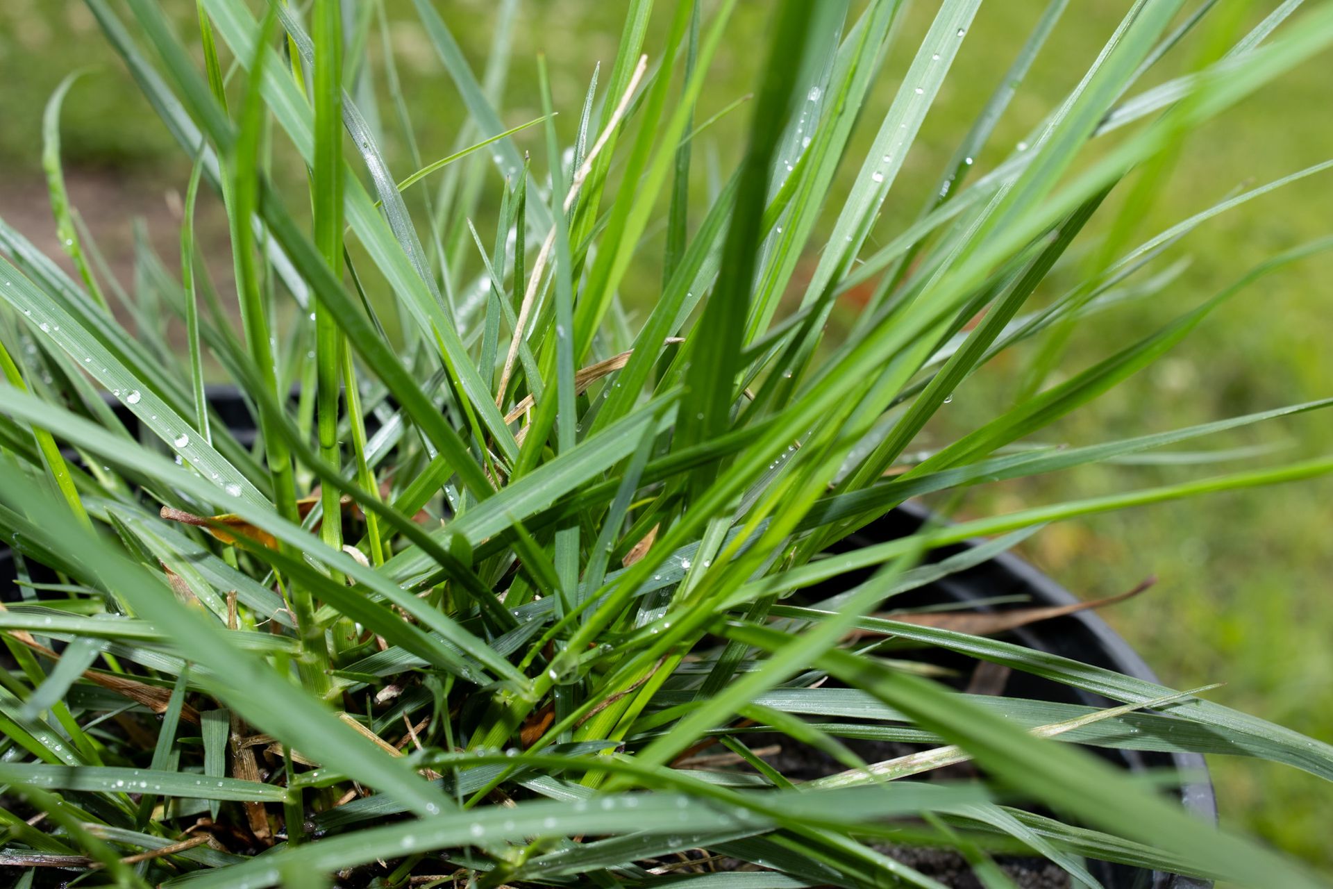 Close-up of green grass blades growing in a black pot outdoors