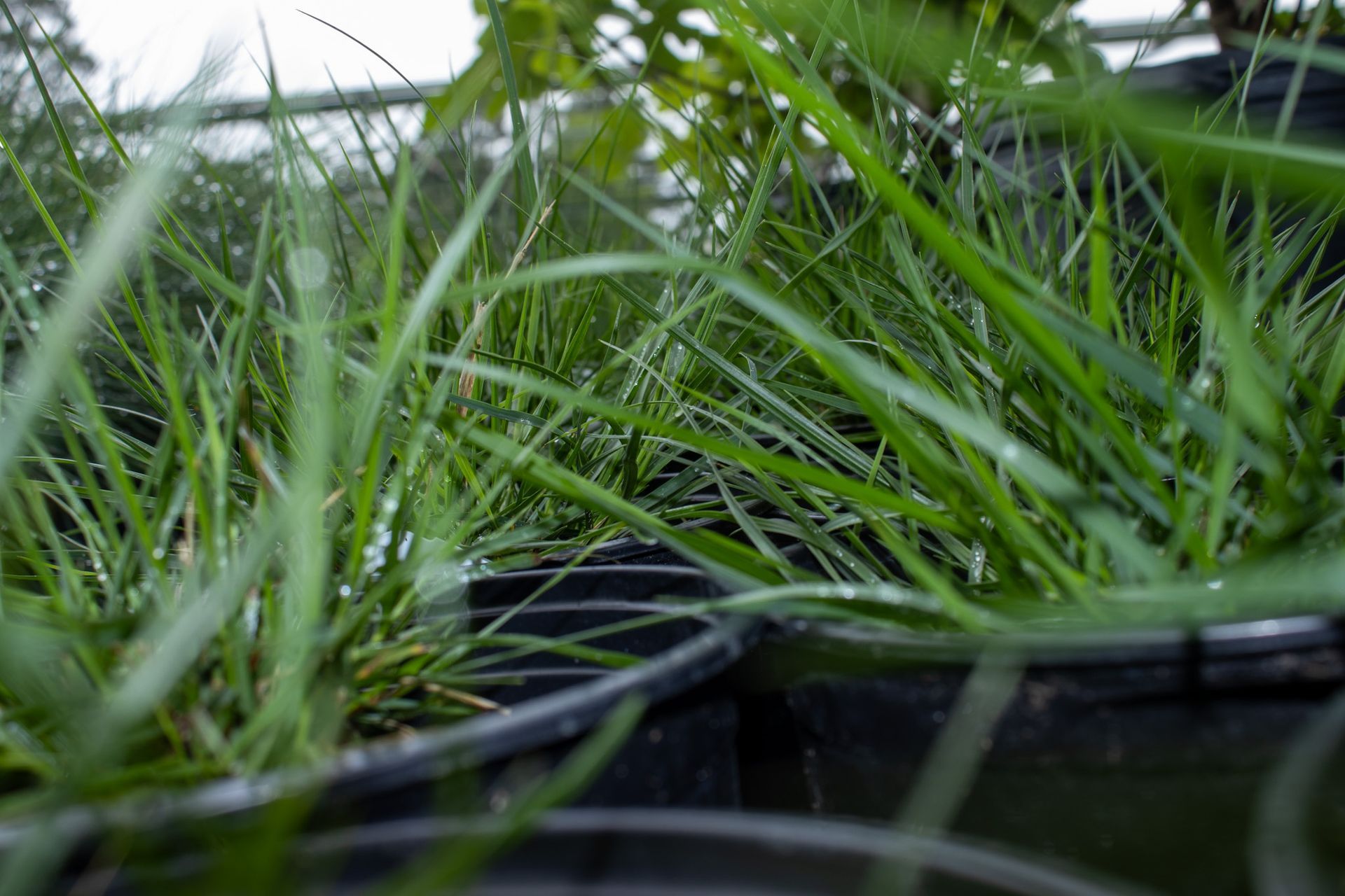 Close-up of green grass seedlings growing in black plastic pots outdoors