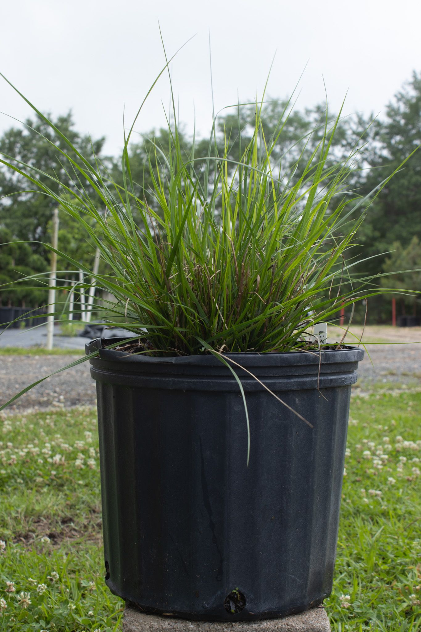 Potted ornamental grass in a black plastic container outdoors on gravel and grass.